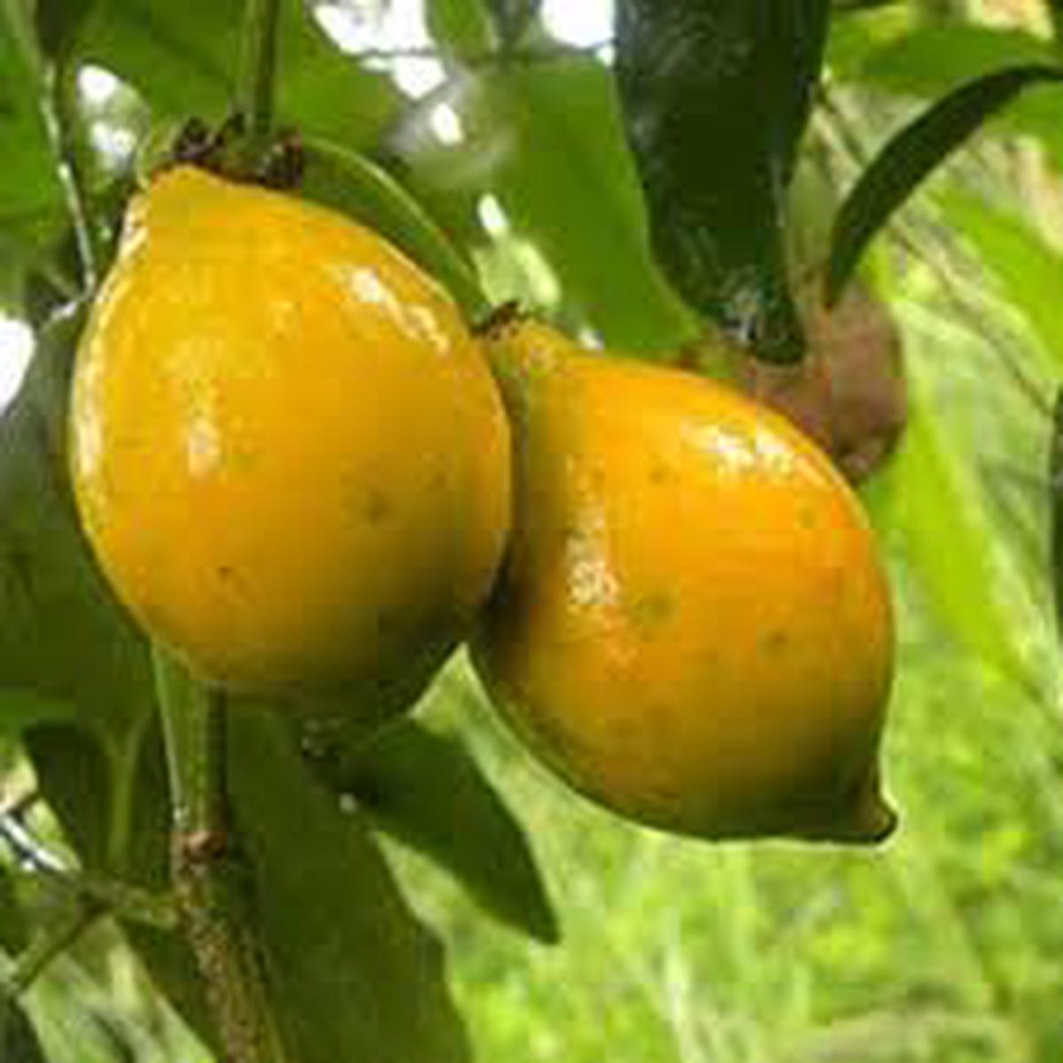 Lucuma Nervosa Fruit Seeds for Planting Sweet, Unique Fruits, Heirloom & Non-GMO Seeds for Your Garden