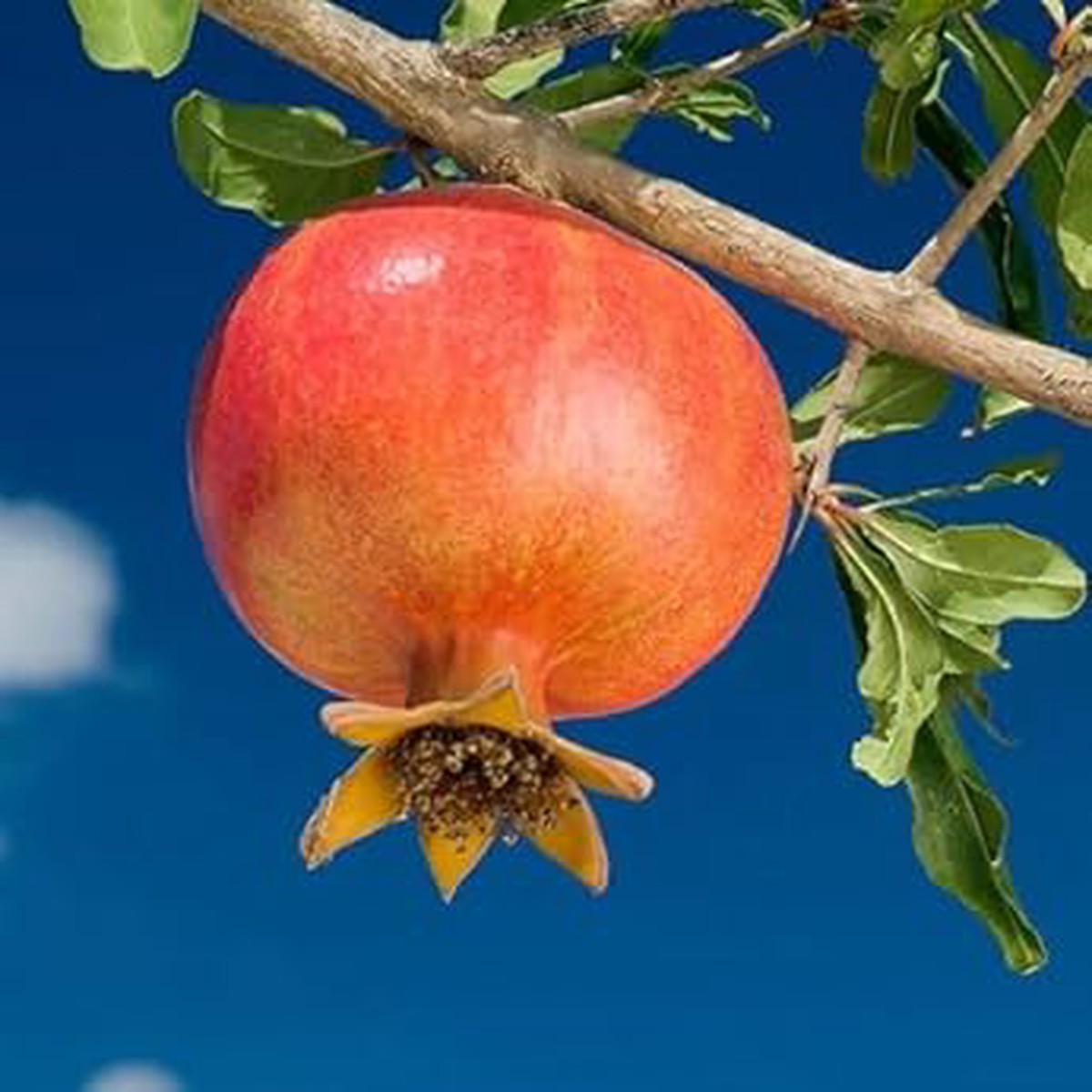 Orange Pomegranate Fruit Seeds for Planting Heirloom, Non-GMO Seeds with Tart-Sweet Flavor