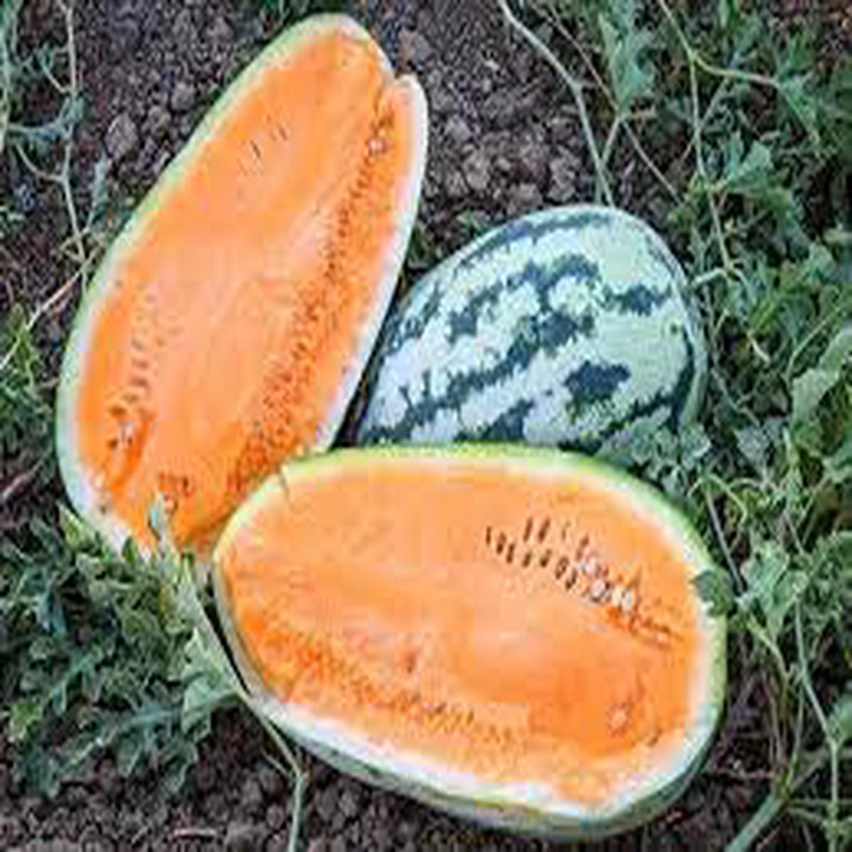 Orangeglo Watermelon Fruit Seeds for Planting Sweet, Juicy Melons, Heirloom & Non-GMO Seeds for Home Garden