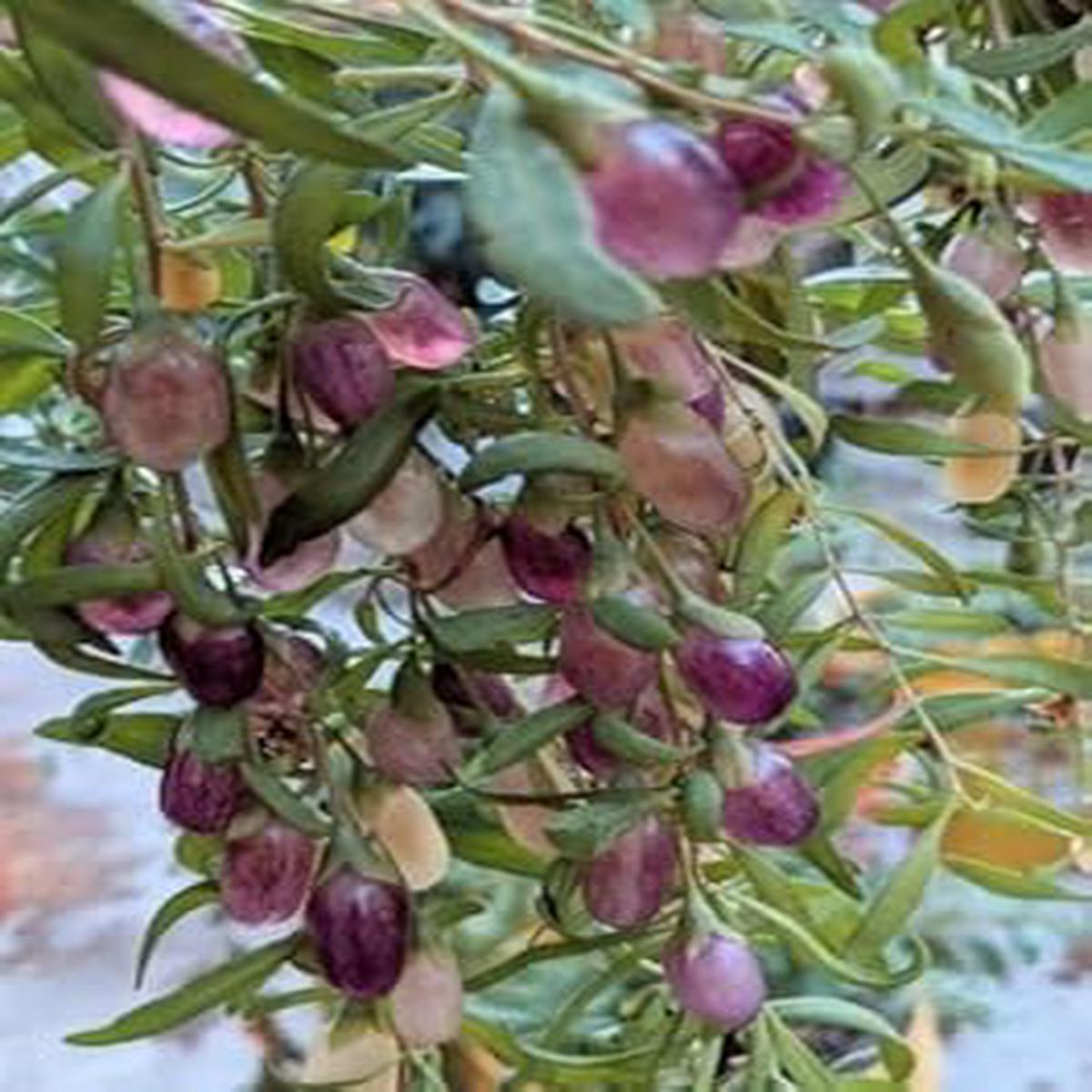 Organic Purple Goji Berry Fruit Seeds for Planting  Heirloom & Non-GMO Seeds for Home Gardens