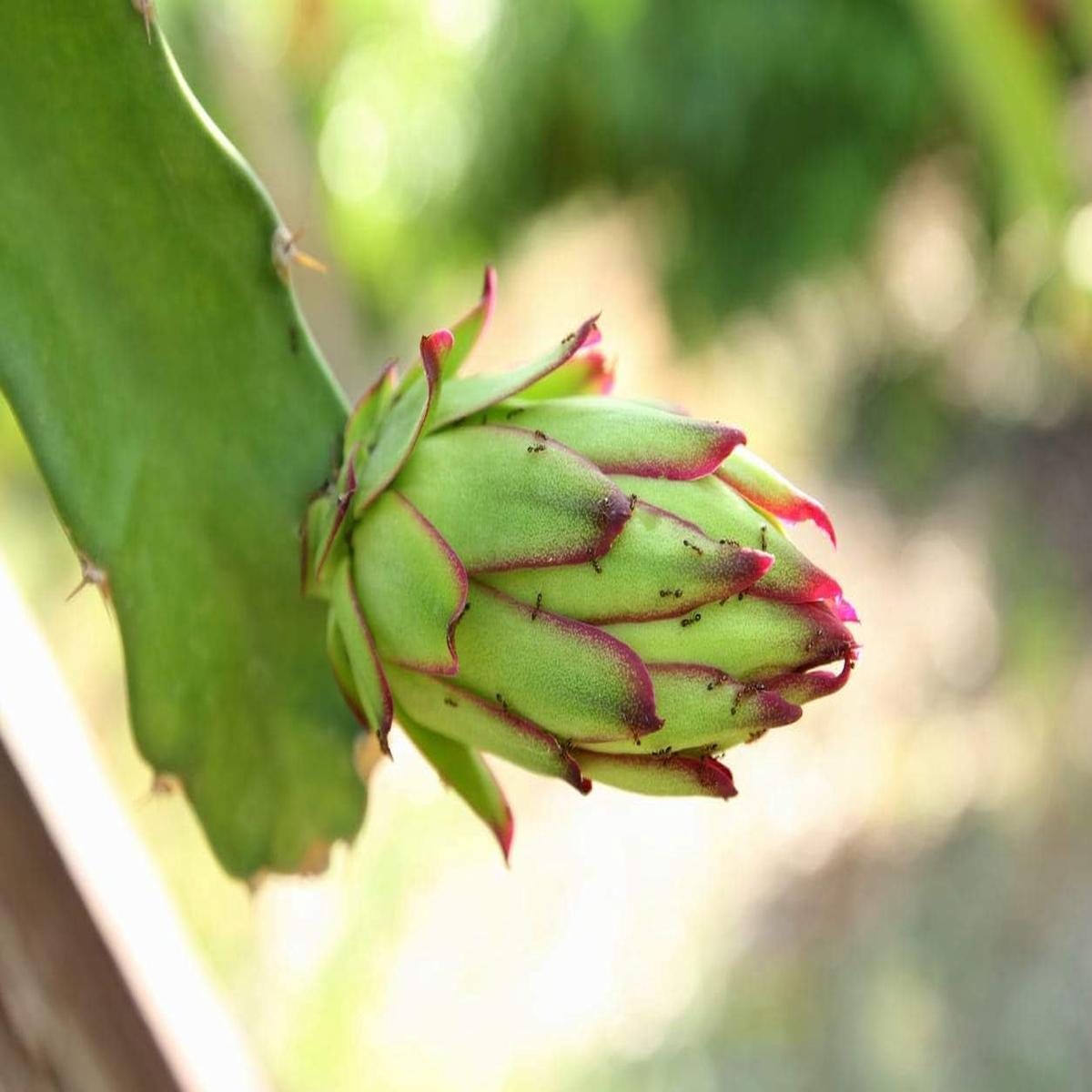 Parrot Green Pitaya Fruit Seeds  Easy to Grow, Heirloom & Non-GMO Seeds for Unique Dragon Fruit Gardens