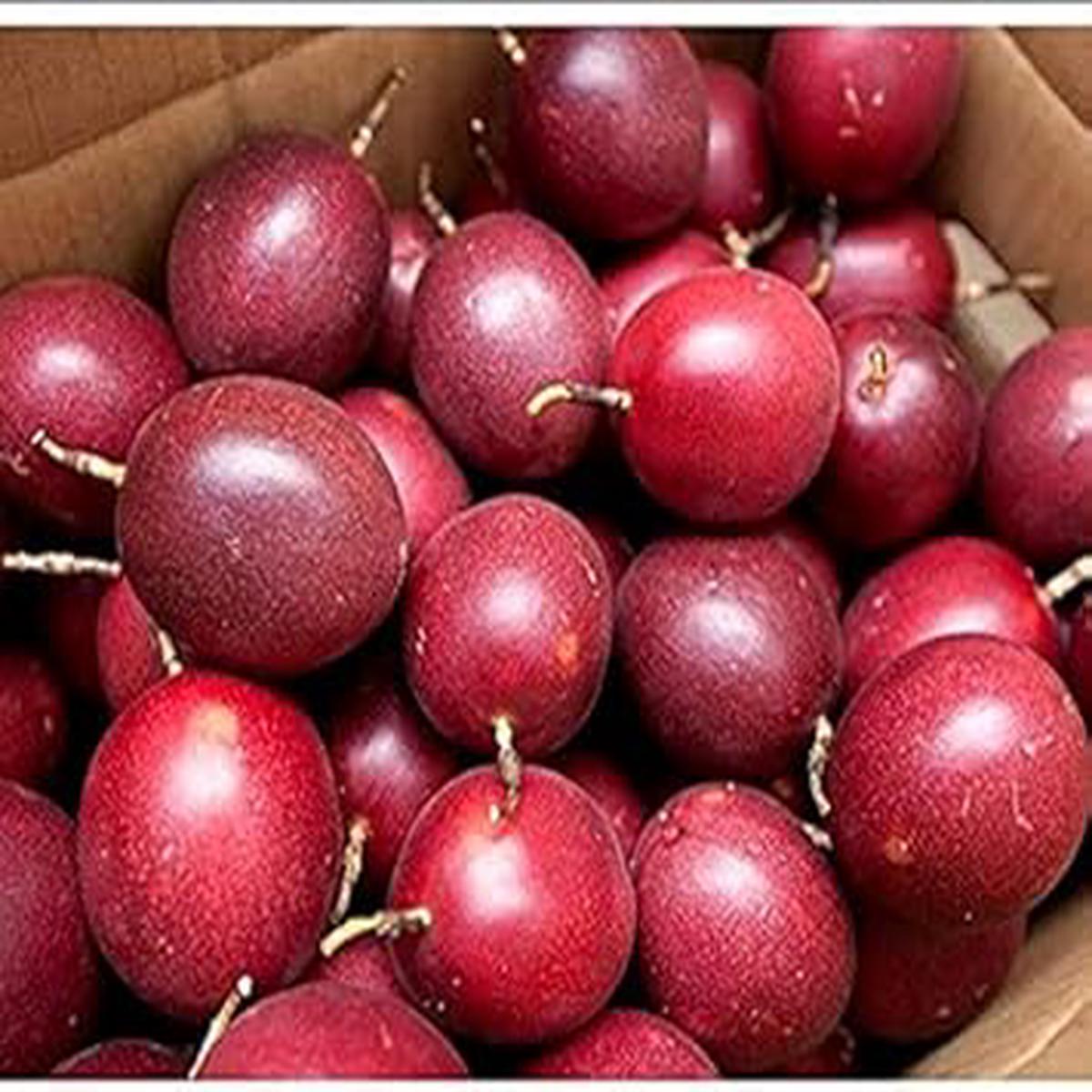 Passiflora Edulis Passion Fruit Seeds for Planting  Maroon Red Variety, Heirloom, Non-GMO, High Germination Organic Garden Seeds for Tropical Gardens
