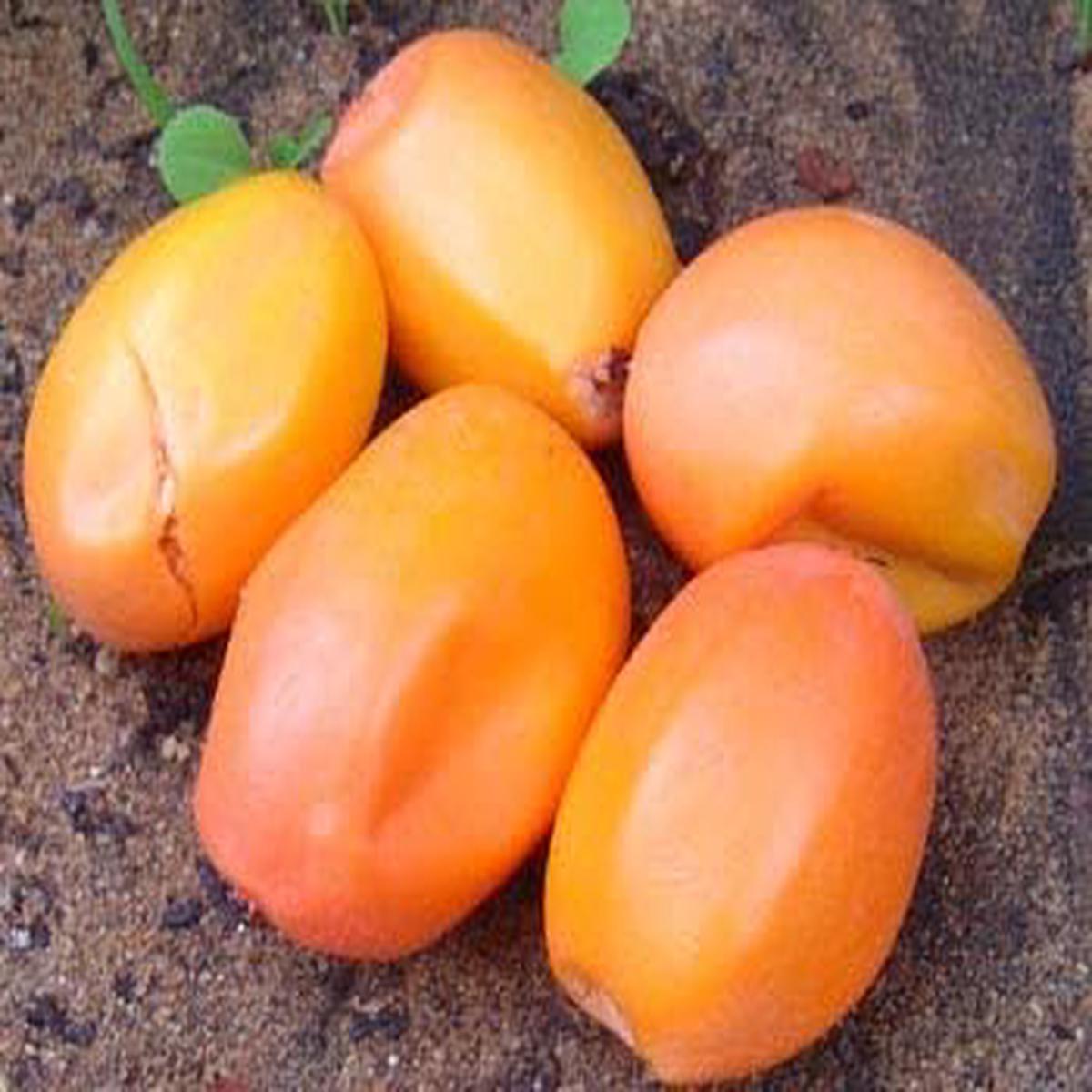 Passion Fruit Seeds for Planting  Light Orange Variety, Heirloom & Non-GMO Seeds for Tropical and Home Gardens