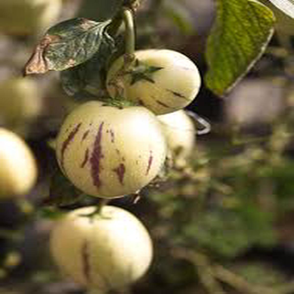 Pepino Dulce Melon Seeds White-Purple Sweet Melon, Heirloom & GMO Free Seeds for Home Garden Planting