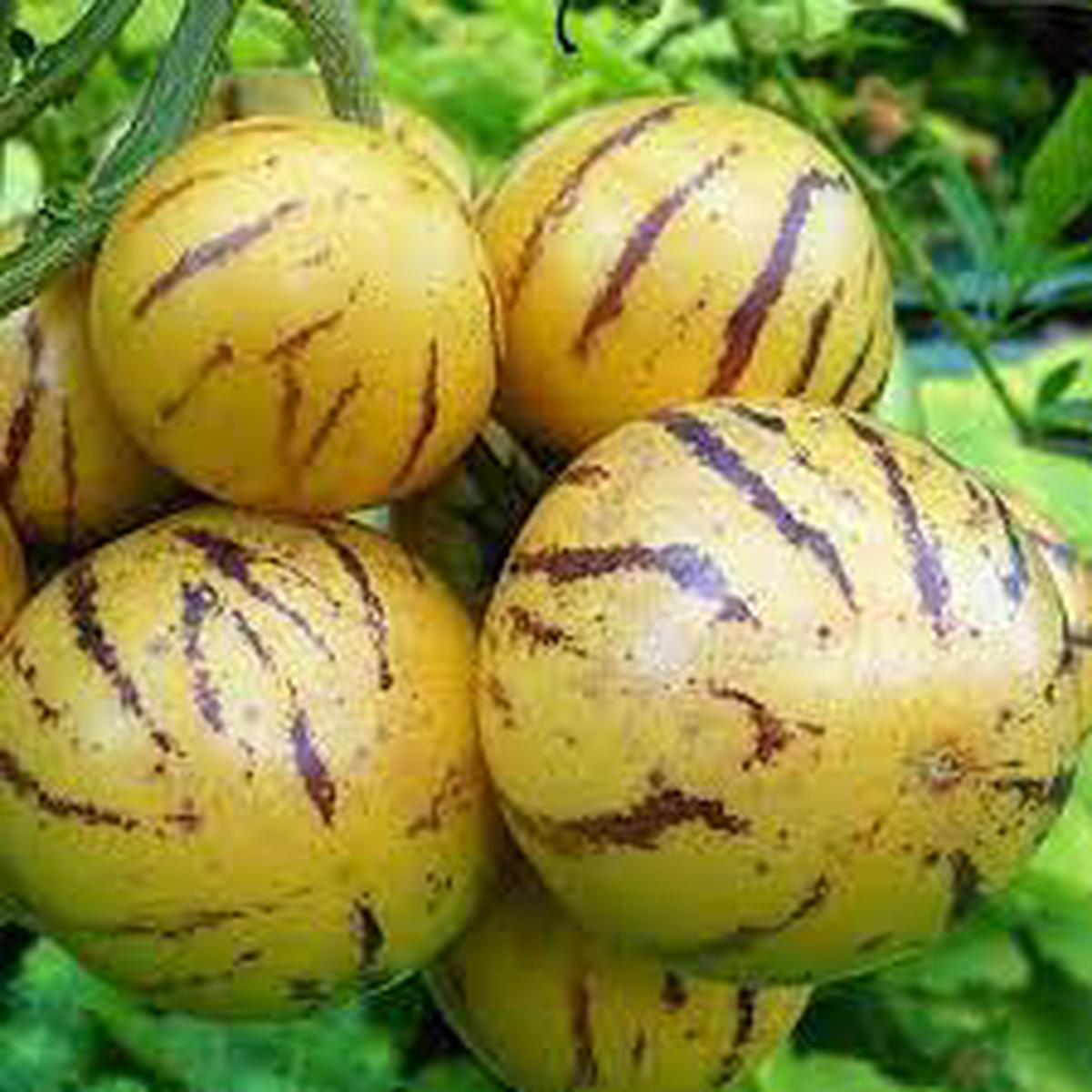 Pepino Melon Pear (Solanum Muricatum) Fruit Seeds for Planting Tropical, Heirloom & Non-GMO, Easy to Grow
