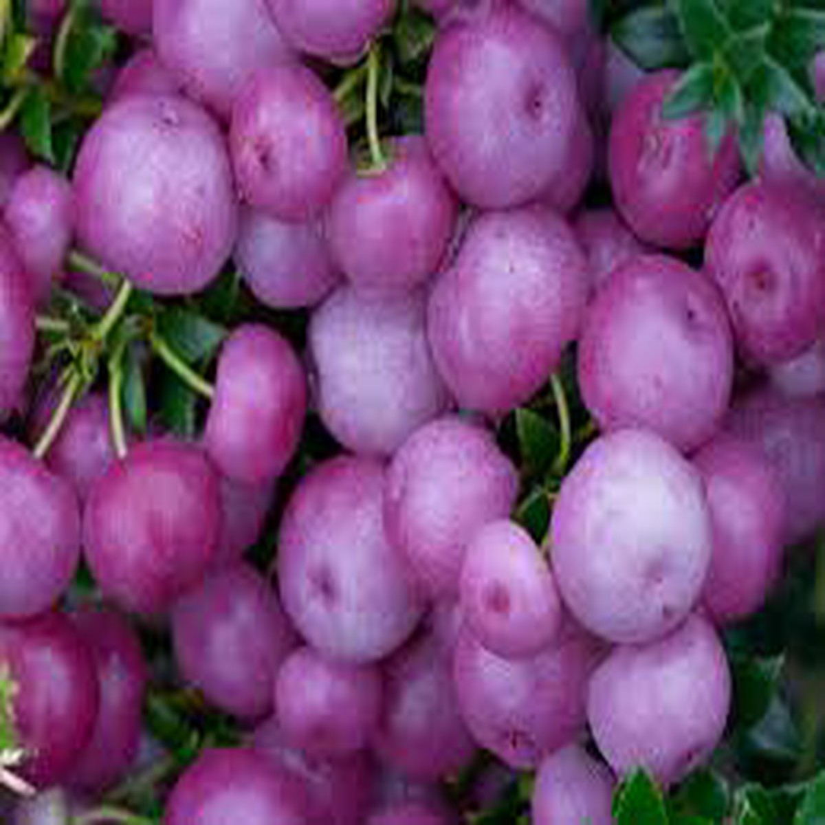 Pink Gaultheria Fruit Seeds for Planting Aromatic Fruits for Home Gardens, Heirloom & Non-GMO, High Germination Seeds