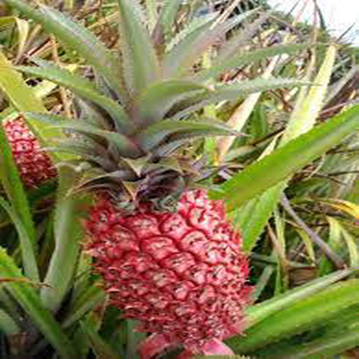 Pink Pineapple Fruit Seeds for Planting  Heirloom Non-GMO, High Germination Organic Garden Seeds