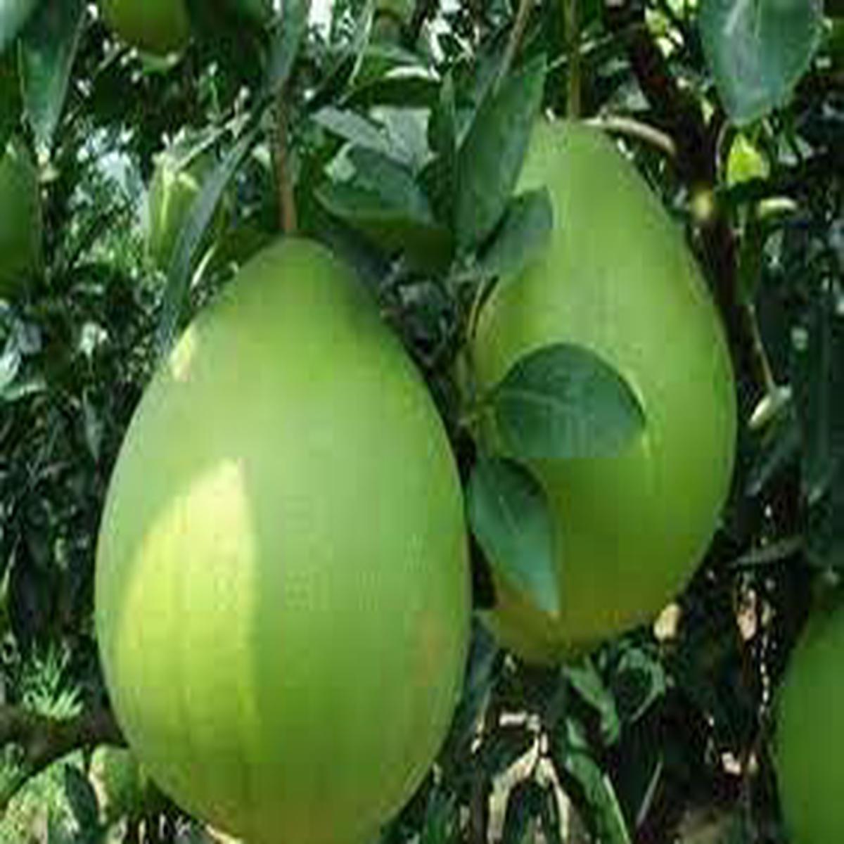 Pomelo Fruit Seeds for Planting  Heirloom Non-GMO Citrus Tree Seeds with High Germination for Organic Home Garden