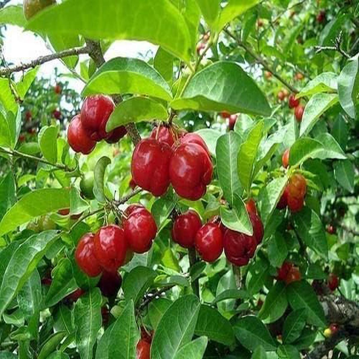 Portal Cool Pitanga Fruit Seeds Suriname Brazilian Cherry, Tropical & Tart Pitanga, Heirloom & Non-GMO Seeds