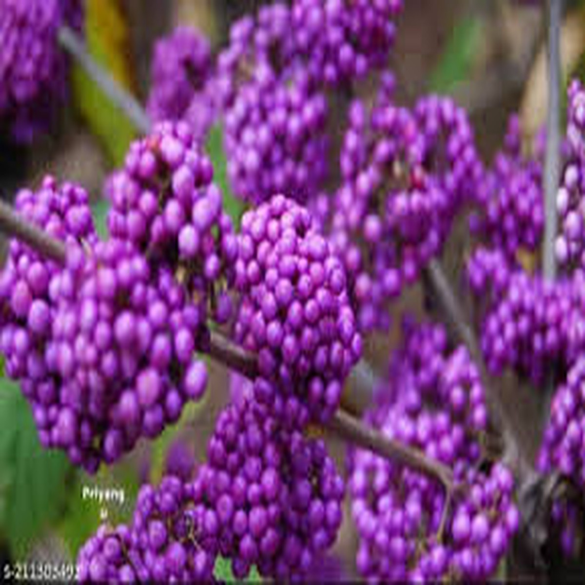 Purple Callicarpa (Beautyberry) Bush Fruit Seeds for Planting Vibrant Berries for Beautiful Gardens, Heirloom & Non-GMO