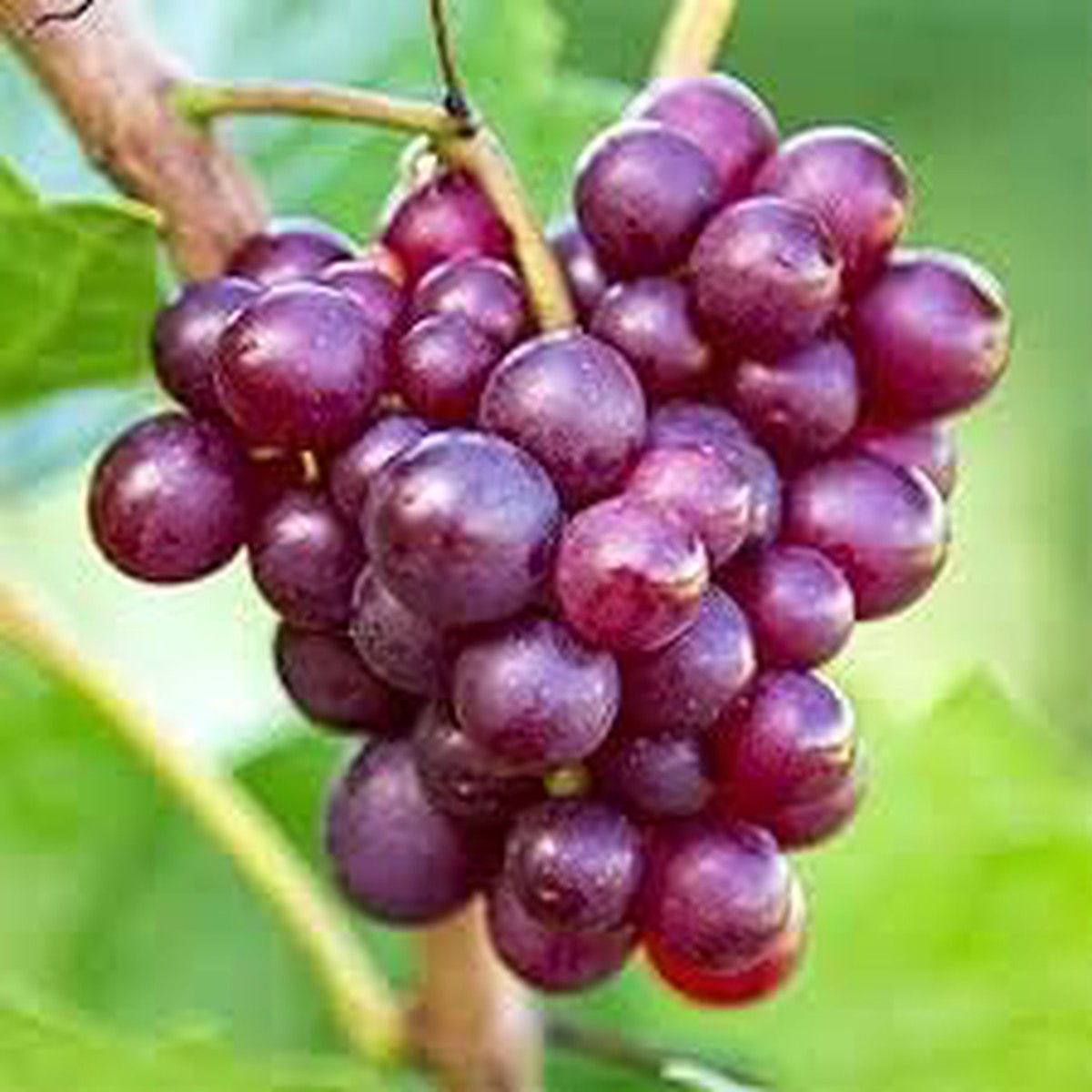 Purple Grapes Fruit Seeds for Planting Super Sweet, Unique Flavor, Heirloom, Non-GMO, High Germination Organic Garden Seeds