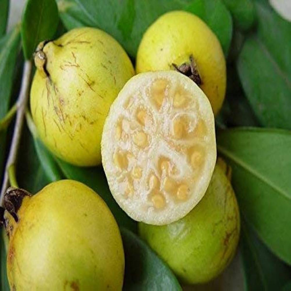 Rare Yellow Strawberry Guava Fruit Seeds for Planting Heirloom, High Germination, Non-GMO Organic Garden Seeds