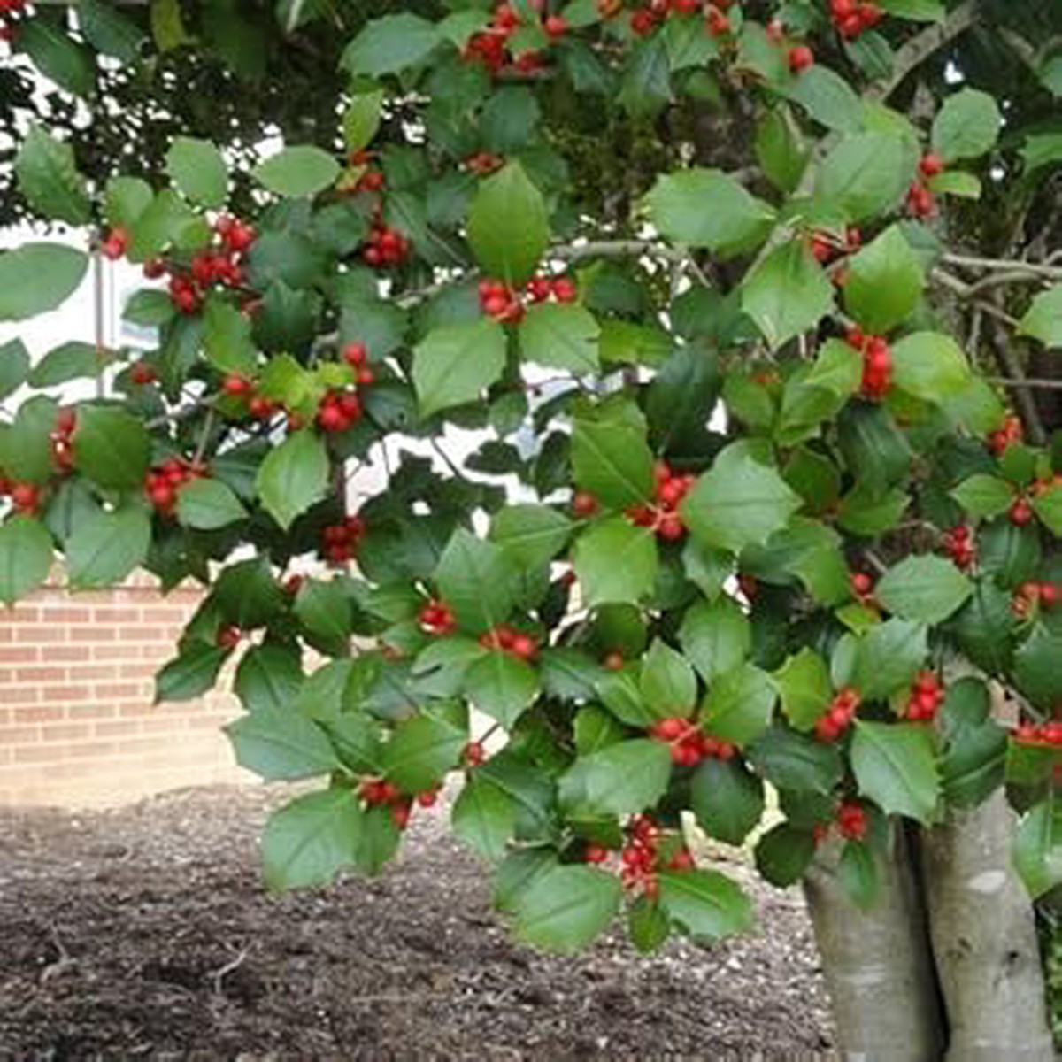 Red Ilex Opaca Fruit Seeds for Planting | Heirloom Non-GMO Organic Seeds for Hardy, Ornamental Red Berries