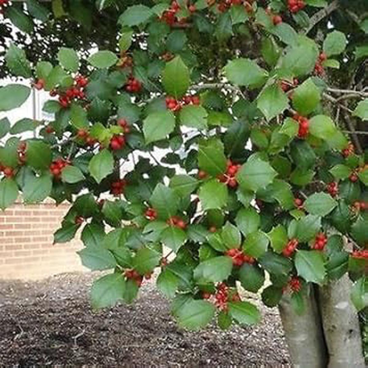 Red Ilex Plant Seeds for Planting | Heirloom Non-GMO Organic Seeds for Hardy, Ornamental Garden Shrubs