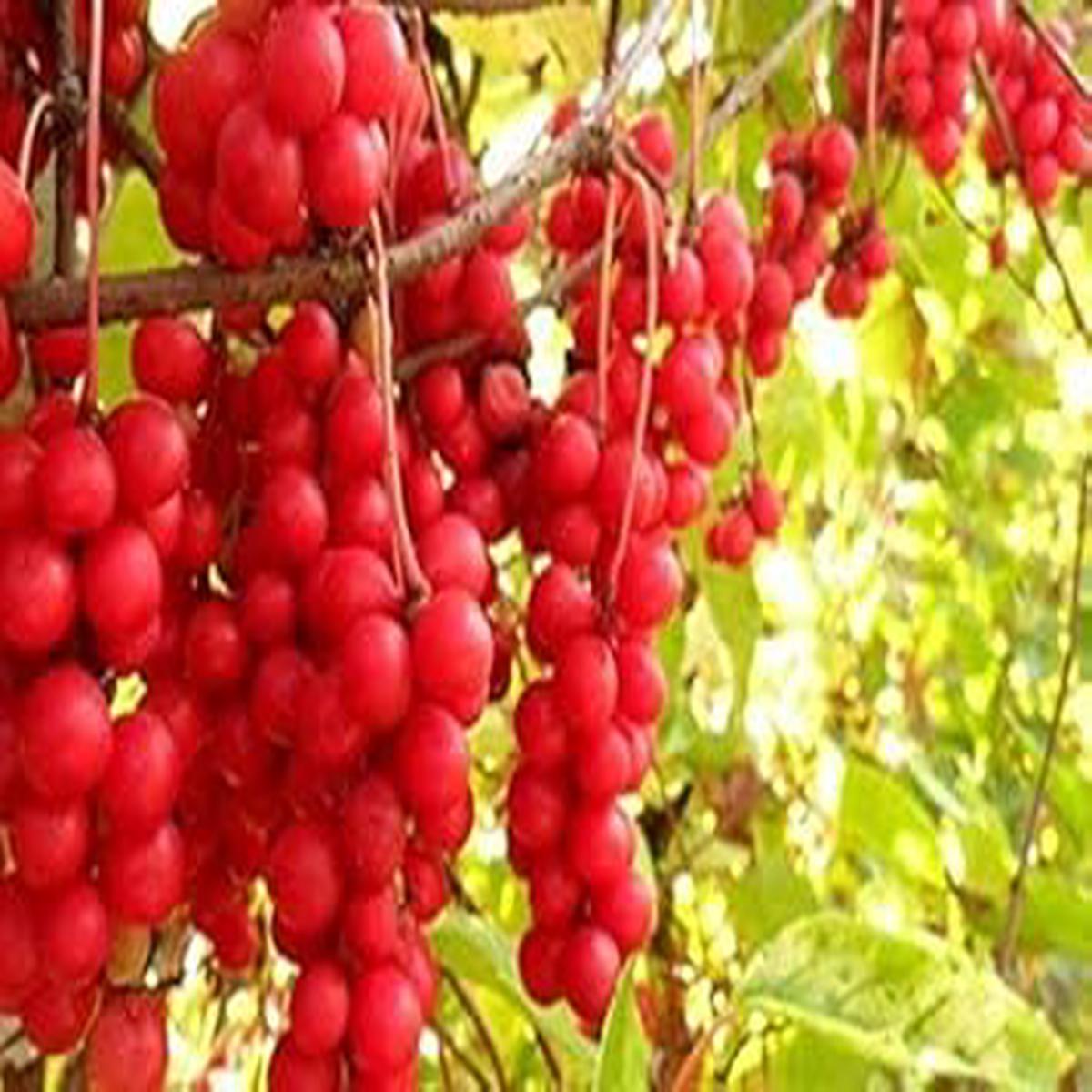 Red Schisandra Fruit Seeds for Planting | Heirloom Non-GMO Organic Seeds for Tangy, Nutritious Garden Fruits