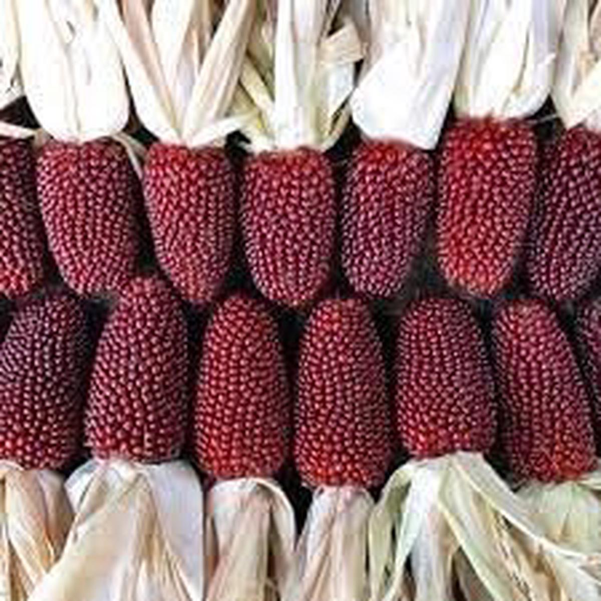 Red Strawberry Popcorn Seeds for Growing Heirloom Non-GMO Fruit Seeds with High Germination for Home Gardens and Organic Growing
