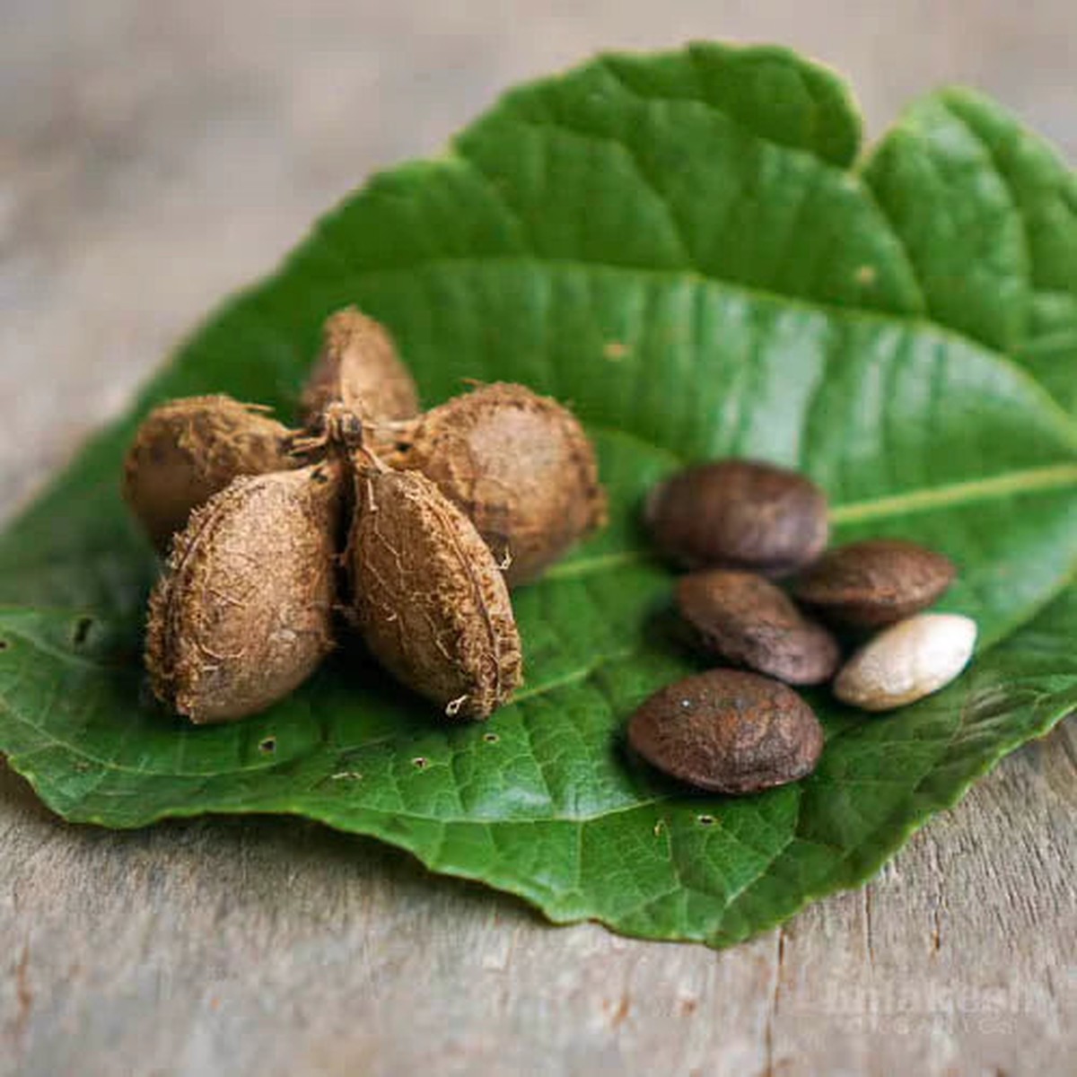 Sacha Inchi (Mountain Peanut) Plant Seeds for Planting  Superfood, Non-GMO, Organic, 100 pcs, Heirloom