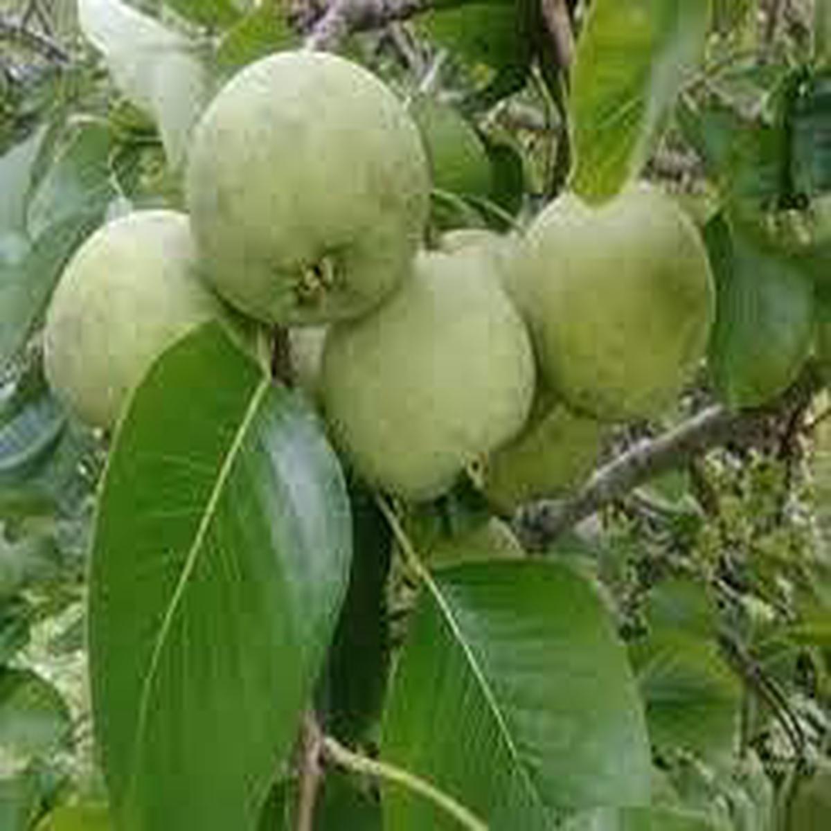 Sand Pear Fruit Seeds for Planting Non-GMO, Heirloom, Sweet & Juicy, High Germination for Backyard Gardens