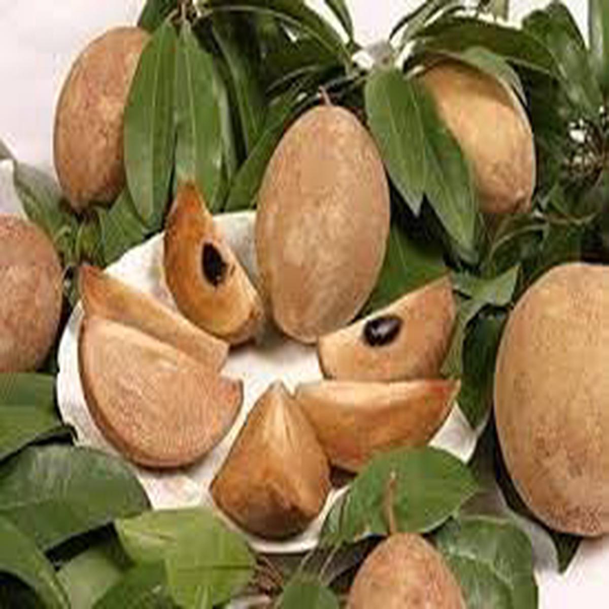 Sapodilla Fruit Seeds for Planting Heirloom Non-GMO High Germination Organic Garden Seeds