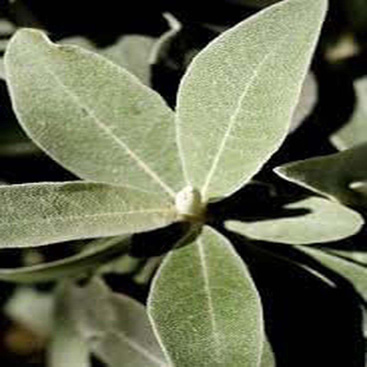 Silverberry Plant Seeds for Planting | Heirloom Non-GMO Organic Seeds for Exotic Ornamental Gardens
