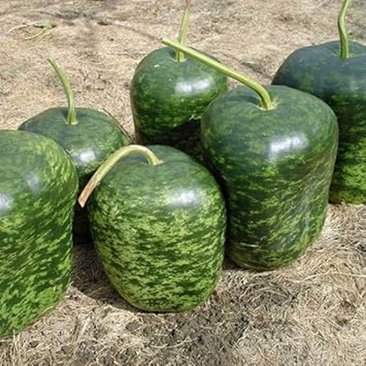 Speckled Apple Fruit Seeds for Planting  Heirloom, Non-GMO, High Germination Organic Garden Seeds for Colorful, Flavorful Apples