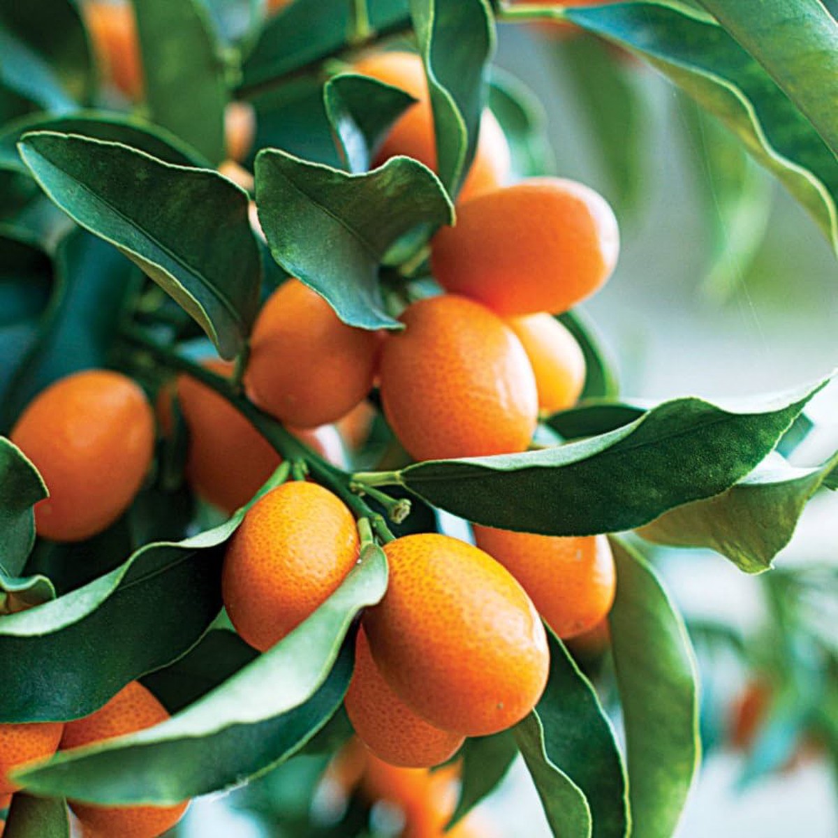 Sweet Cherry Lime Tree Seeds for Planting Ideal for Small Gardens & Decorative Landscaping, Heirloom, Non-GMO Seeds