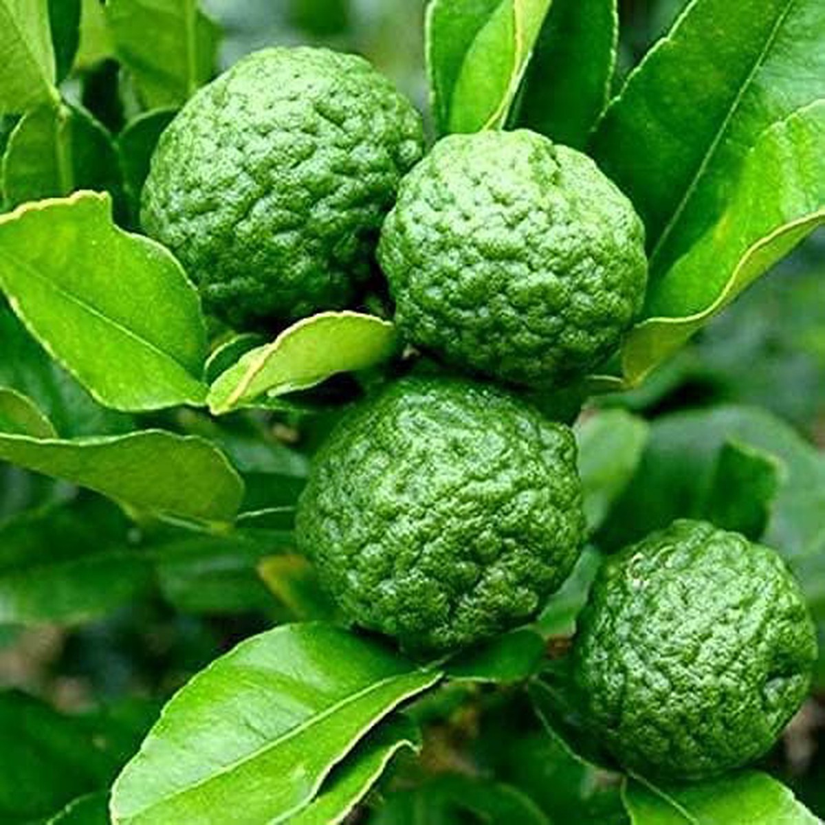 Thai Kaffir Lime Seeds for Planting Heirloom, Non-GMO, High Germination Organic Seeds for Aromatic Citrus Leaves