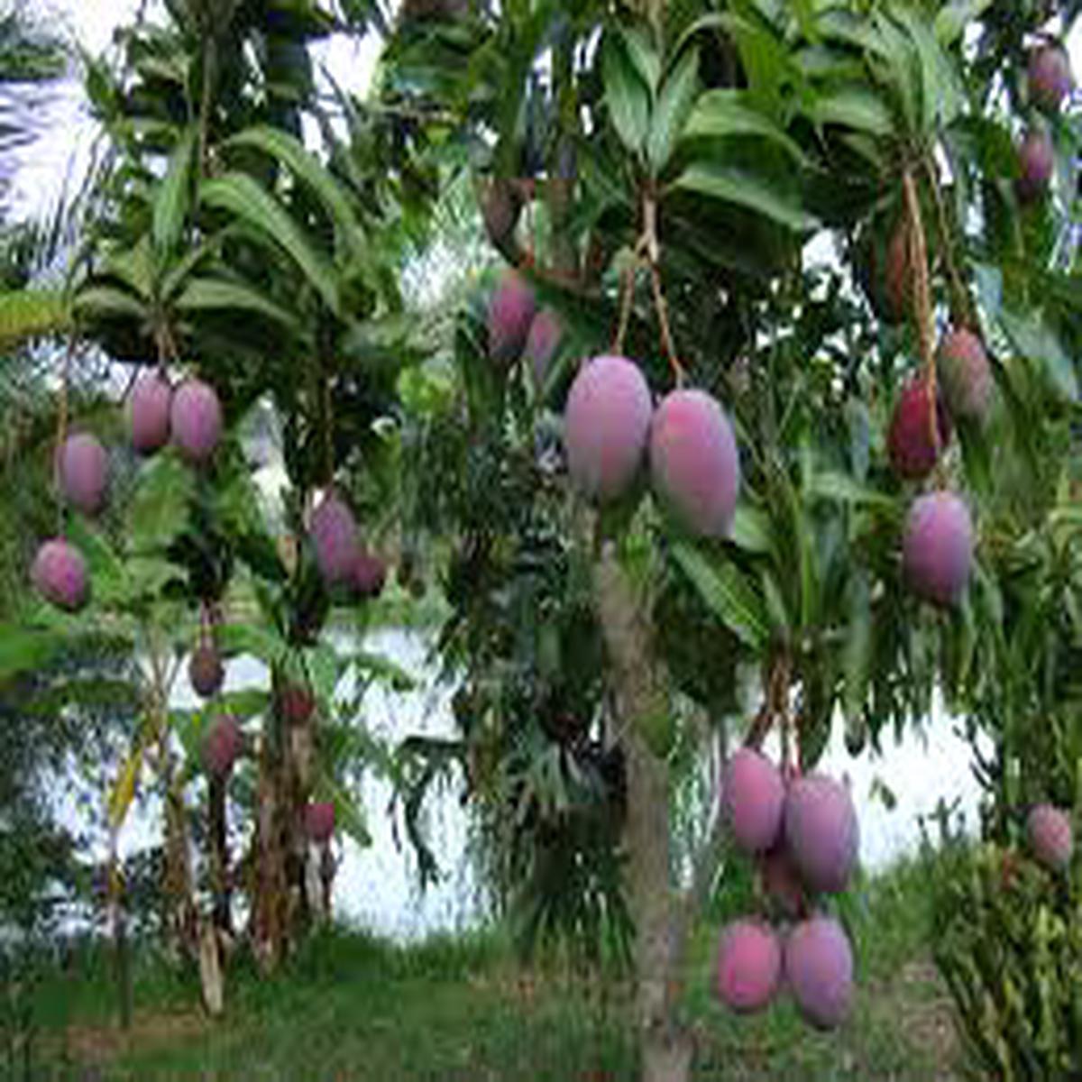 Tommy Atkins Mango Fruit Seeds for Planting Tropical, Sweet, Heirloom, High Germination, Non-GMO Organic Garden Seeds