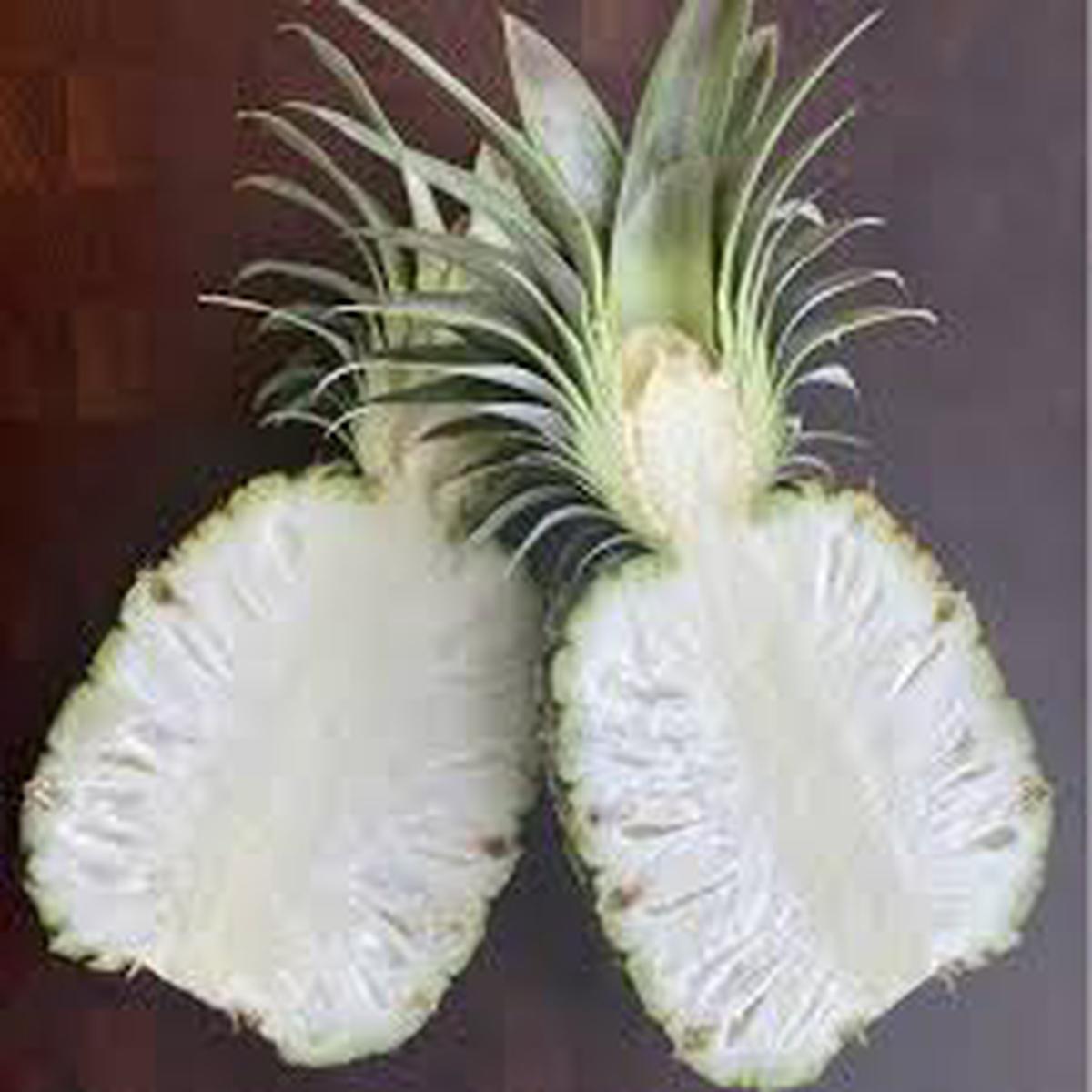 White Flesh Pineapple Fruit Seeds for Planting  Sweet Tropical Pineapples, Heirloom & Non-GMO Seeds for Garden
