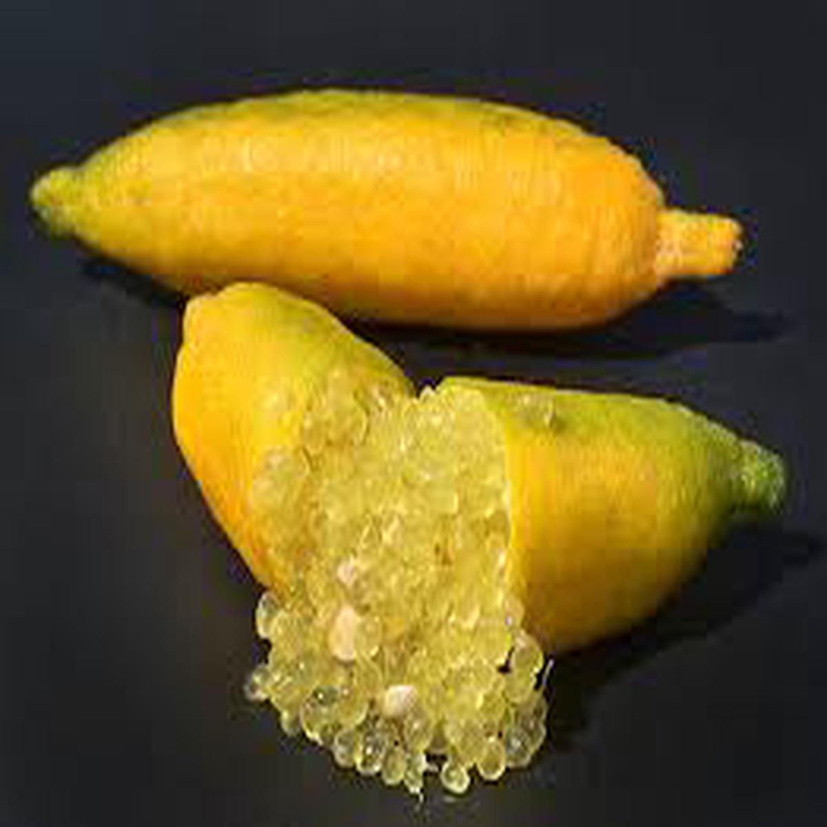 Yellow Gold Finger Lime Fruit Seeds for Planting Pack for Unique, Tangy Citrus Trees, Heirloom & Non-GMO Seeds for Home Garden