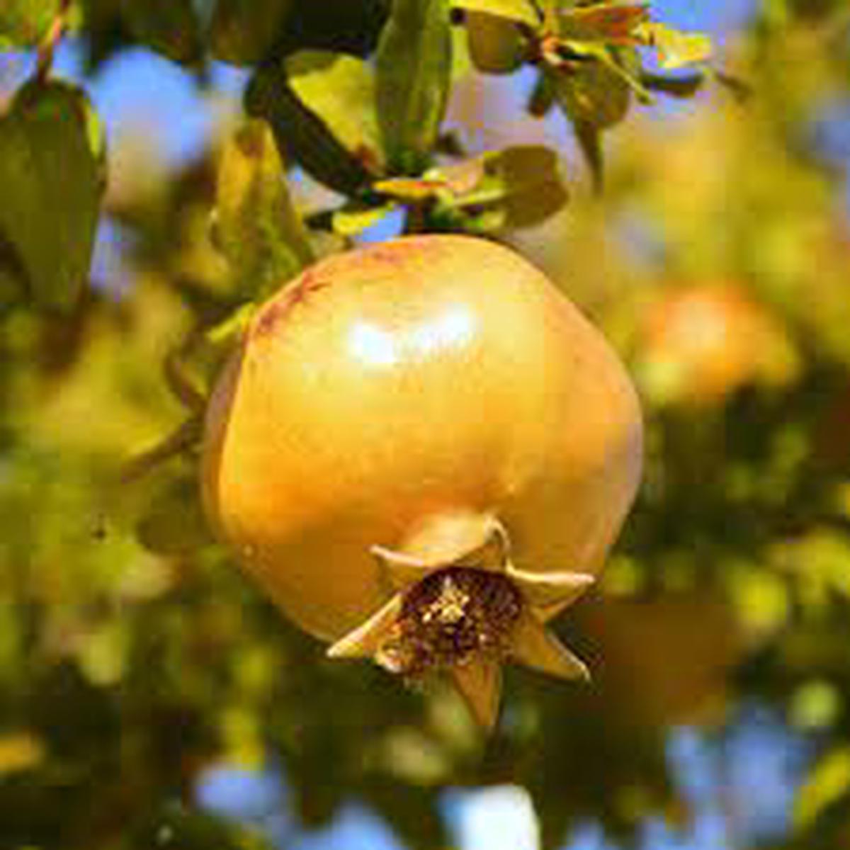 Yellow Pomegranate Fruit Seeds  Exotic, Super Juicy & Soft Seeds, Heirloom & Non-GMO for Home Garden