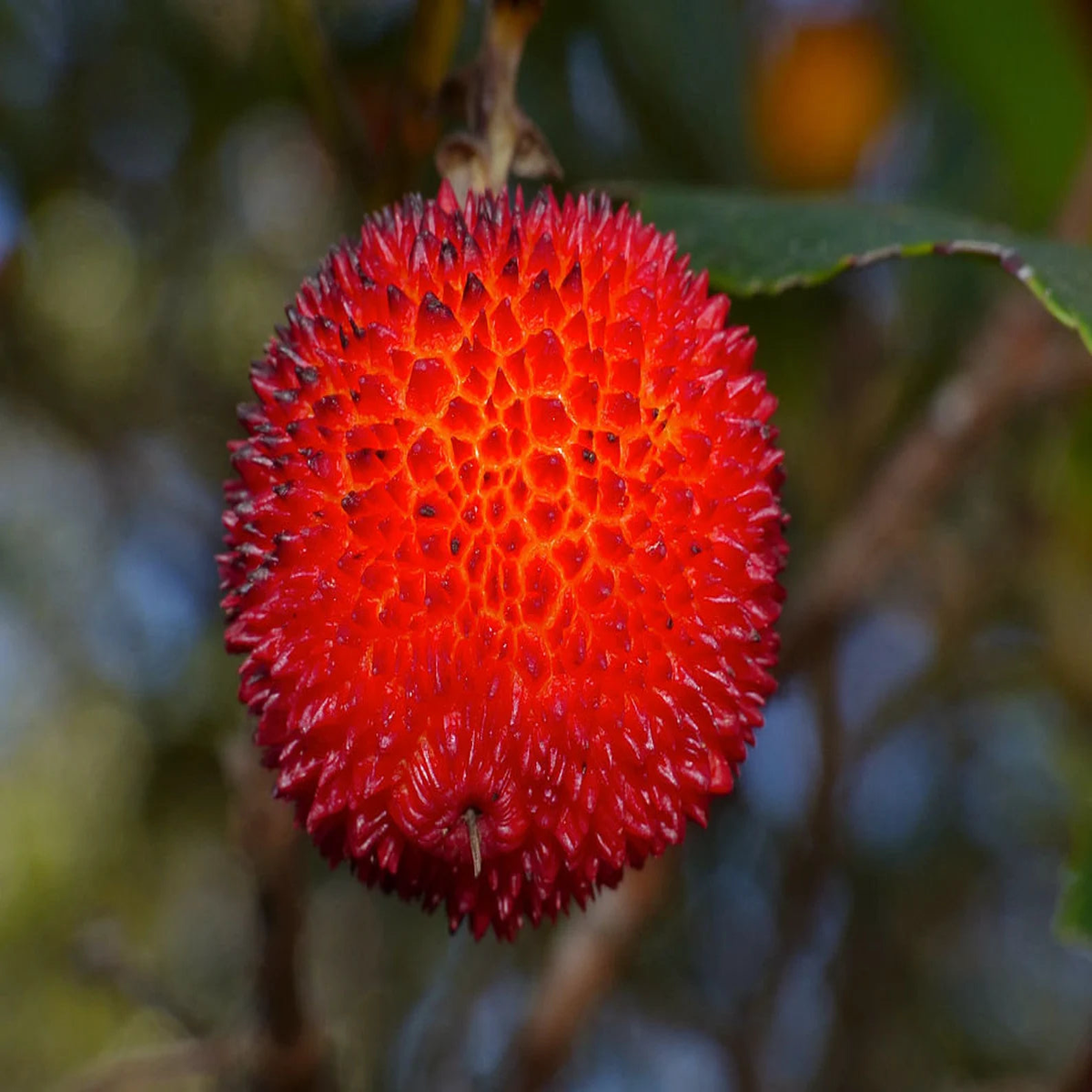 Arbutus Unedo Strawberry Tree Seeds for Planting  Heirloom Non-GMO Evergreen Fruit Tree Seeds, High Germination