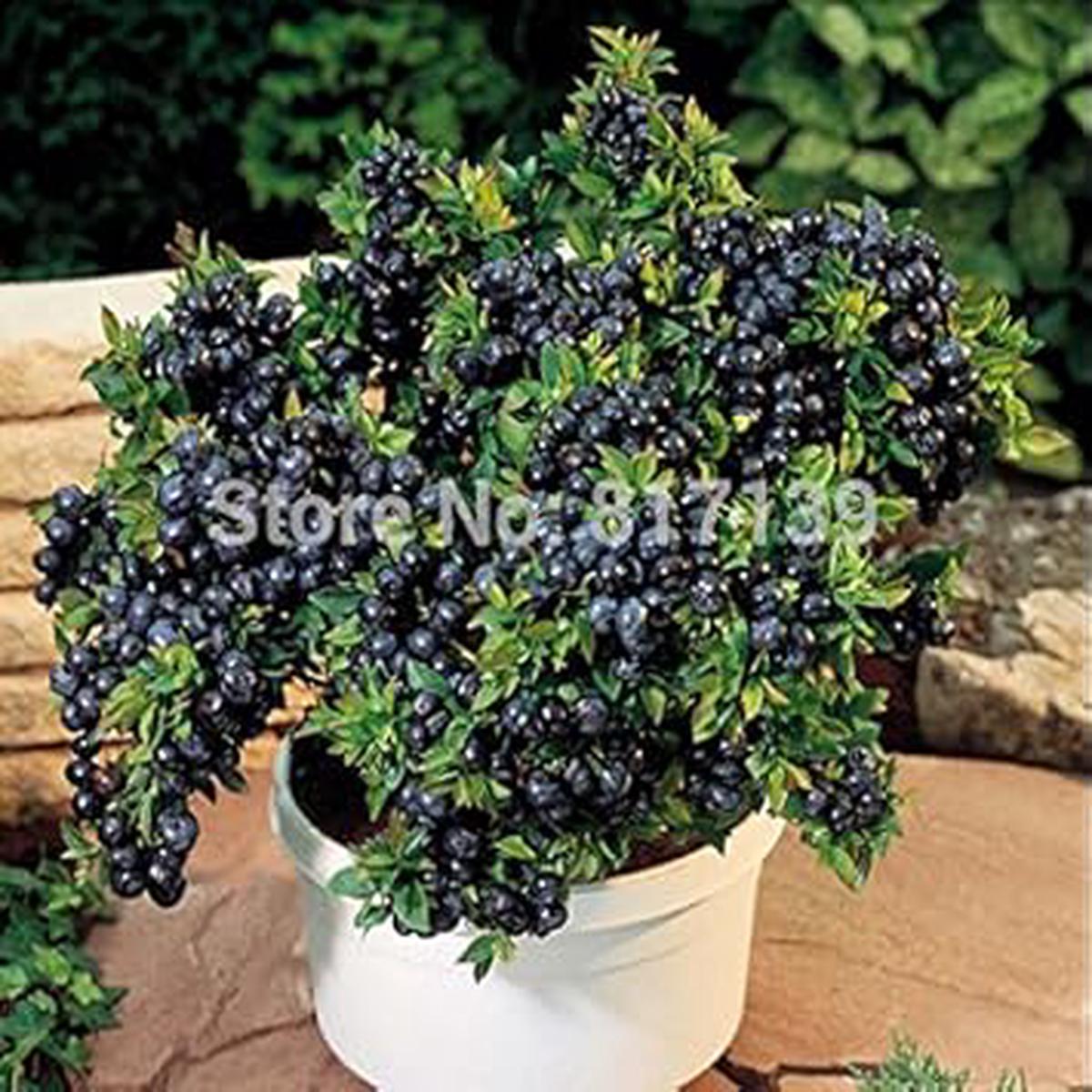Black Myrtillus Fruit Seeds for Planting Heirloom Non-GMO Organic Garden Seeds with High Germination