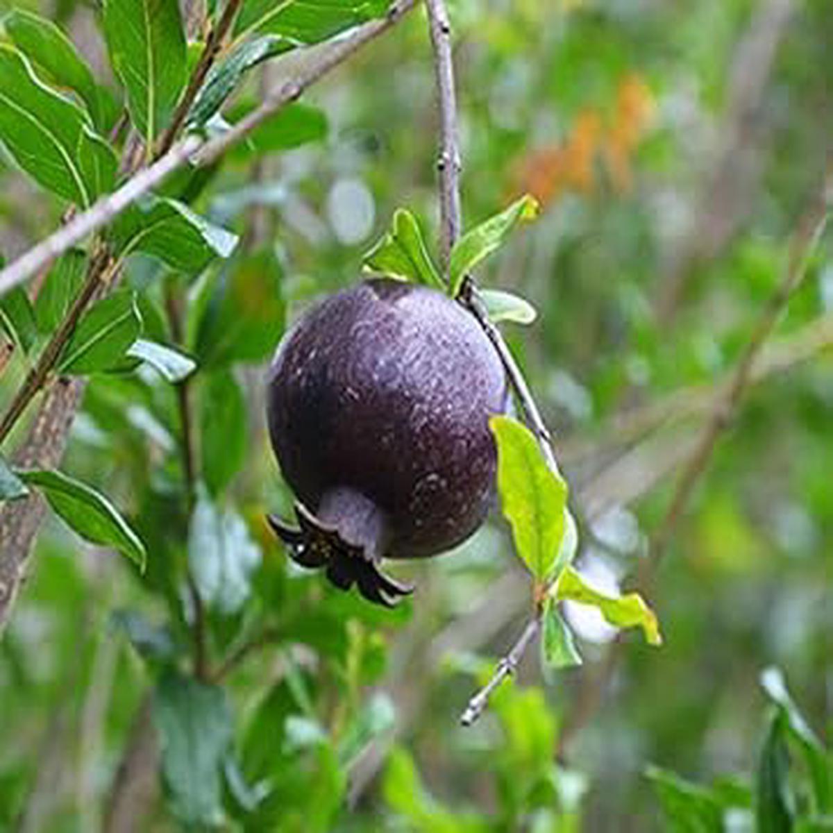 Black Pomegranate Fruit Seeds for Planting  Heirloom Non-GMO High Germination Organic Garden Seeds