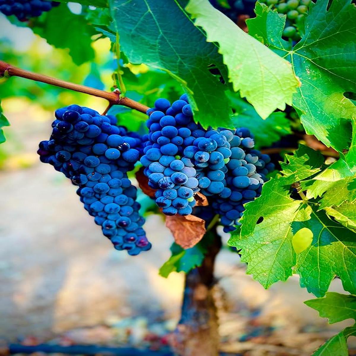 Blue Grape Fruit Seeds  100 pcs for Planting Rare, Beautiful Grape Variety, Heirloom & Non-GMO Seeds for Home Garden