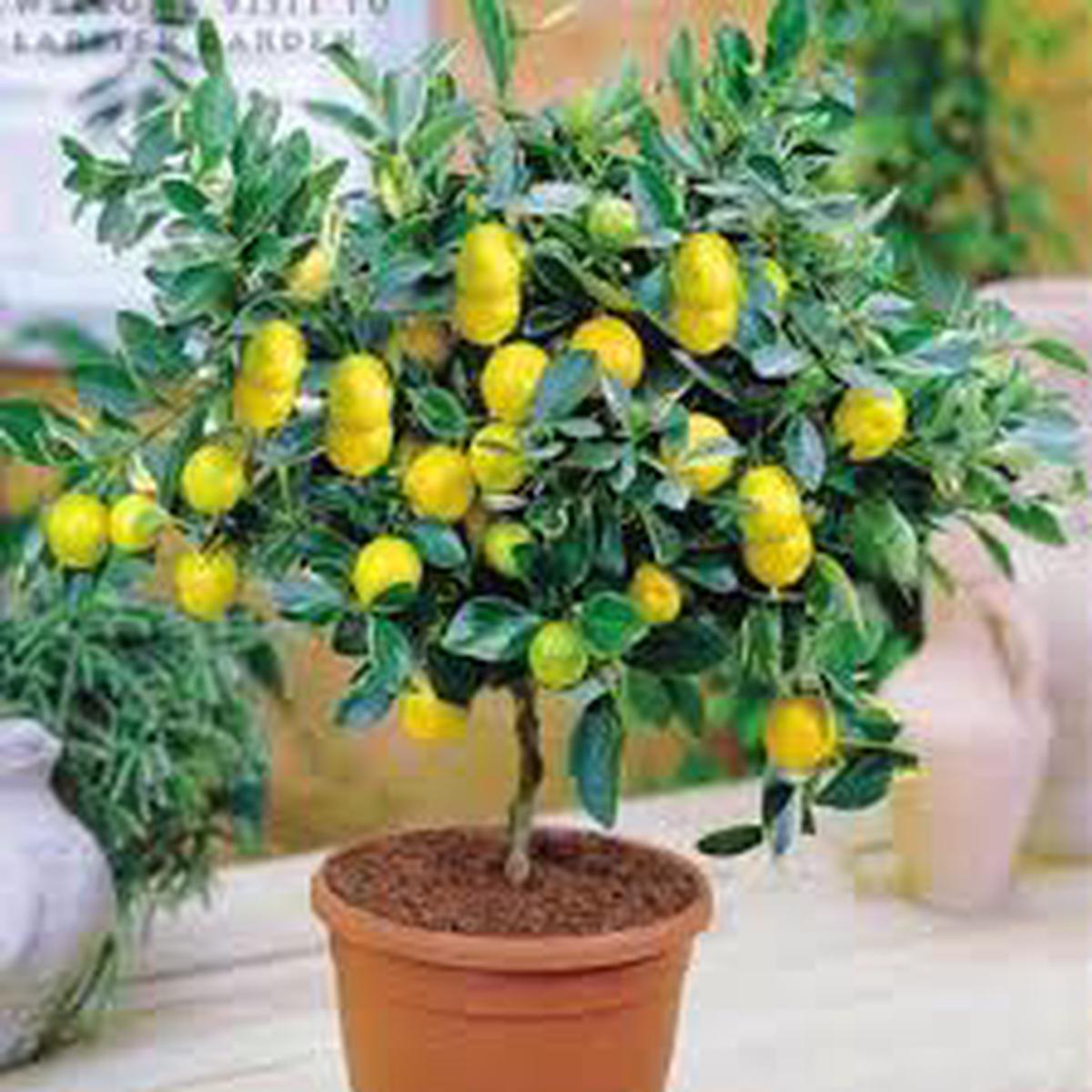 Bonsai Lemon Tree Seeds for Planting Compact Citrus Plants for Indoor Gardening, Heirloom, Non-GMO & Organic Seeds