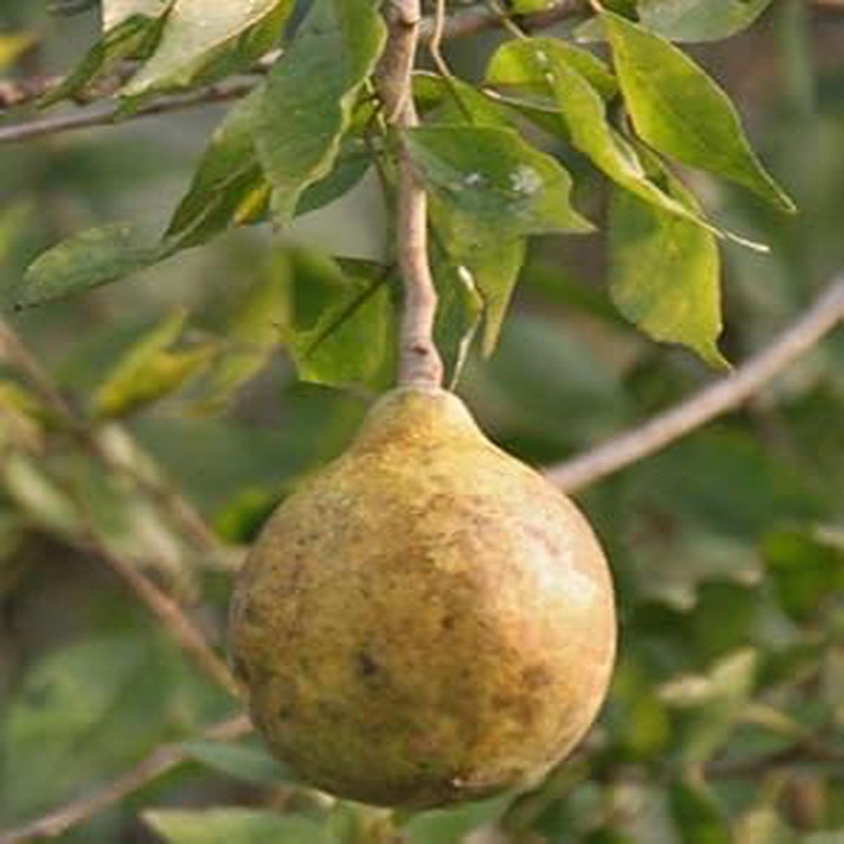 Brown Aegle Marmelos Fruit Seeds Heirloom, Non-GMO, High Germination Organic Garden Seeds for Planting