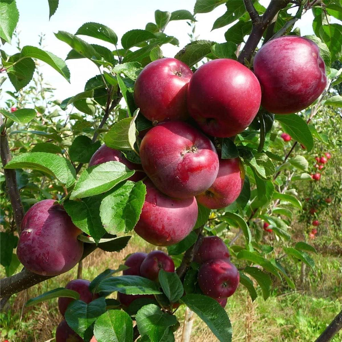 Burgundy Apple Fruit Seeds for Planting  Grow Flavorful Burgundy Apples in Your Yard, Heirloom & Non-GMO Seeds