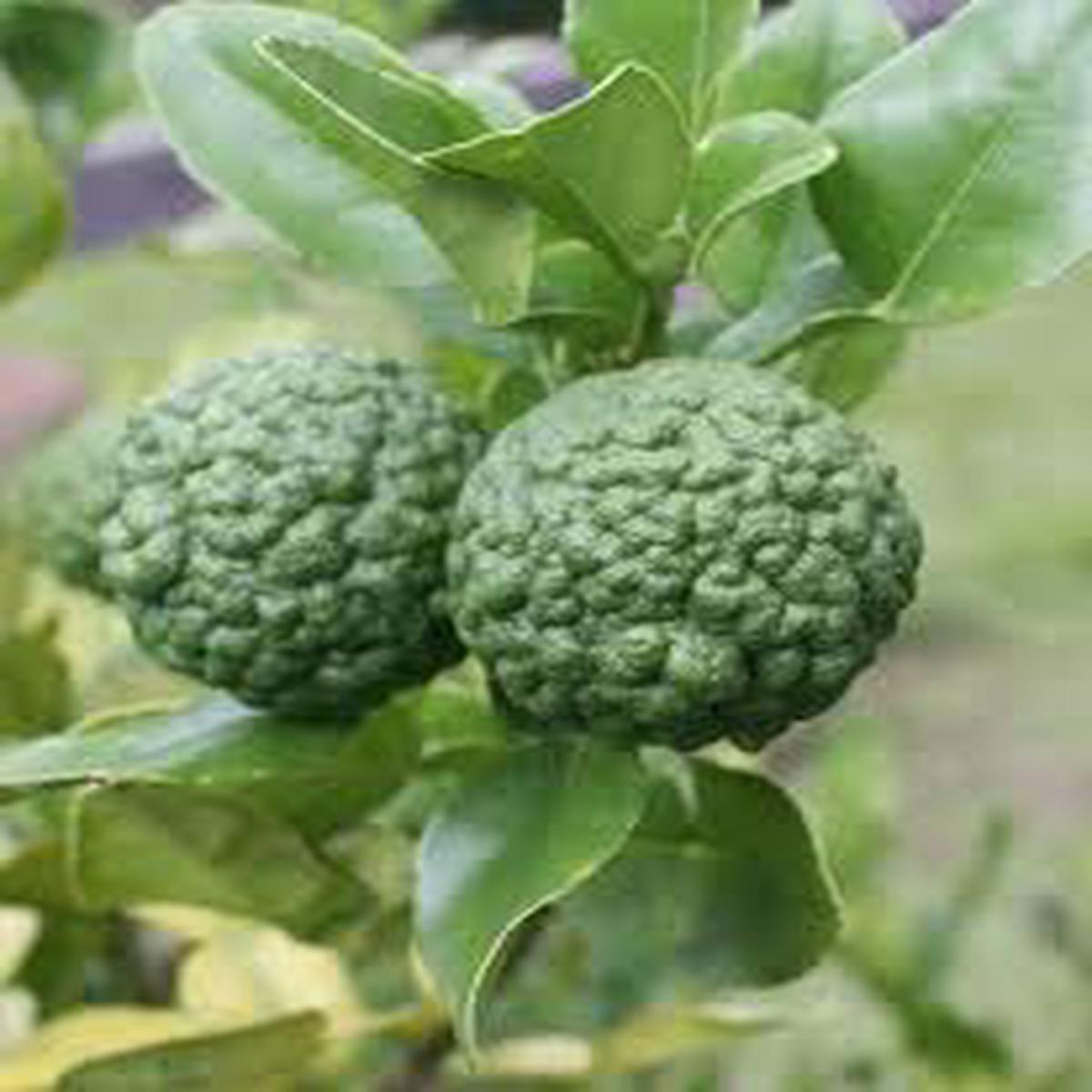 Citrus Hystrix Plant Seeds for Planting Heirloom, Non-GMO, High Germination Organic Garden Seeds for Bold, Aromatic Lime Fruits