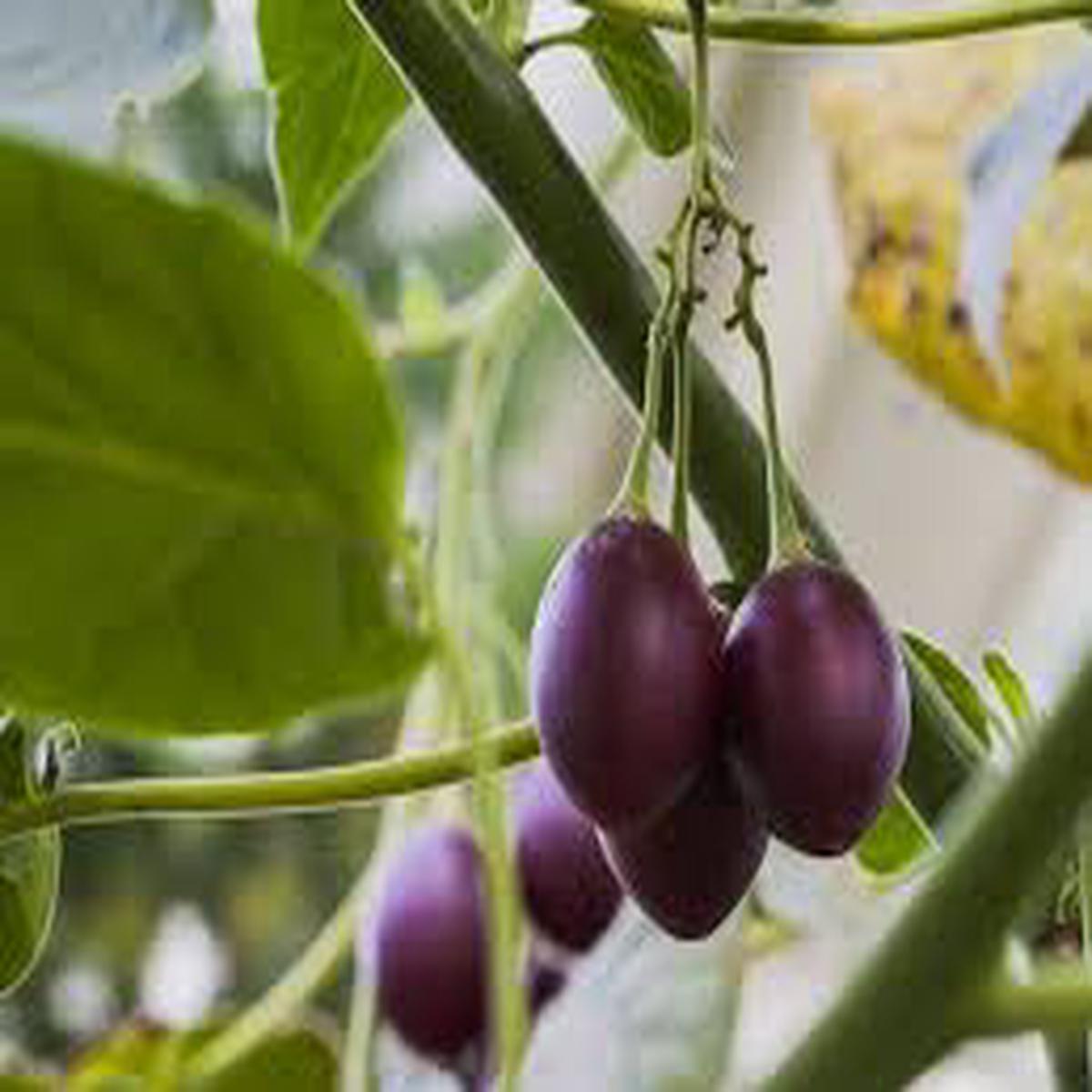 Ecuadorian Purple Tamarillo Plant Seeds for Cultivation  Heirloom & GMO Free Seeds for Home Garden