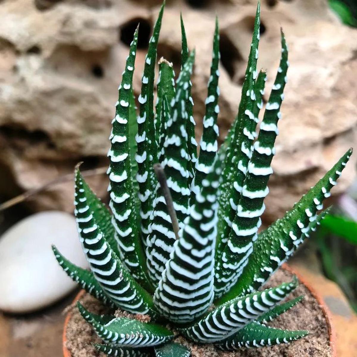 Edible Aloe Vera Plant Seeds  Dark Green & White Varieties, Indoor/Outdoor, Heirloom & Non-GMO, 100 pcs