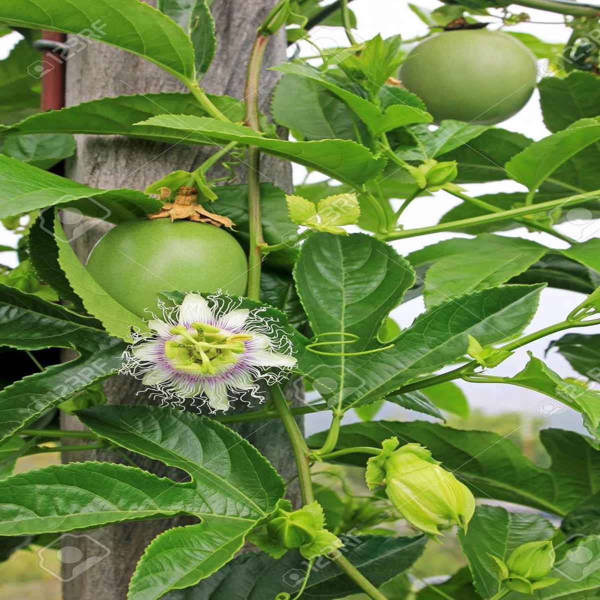 Edulis Fruit Seeds for Planting | Heirloom Non-GMO Organic Seeds for Sweet Garden Edulis Fruits