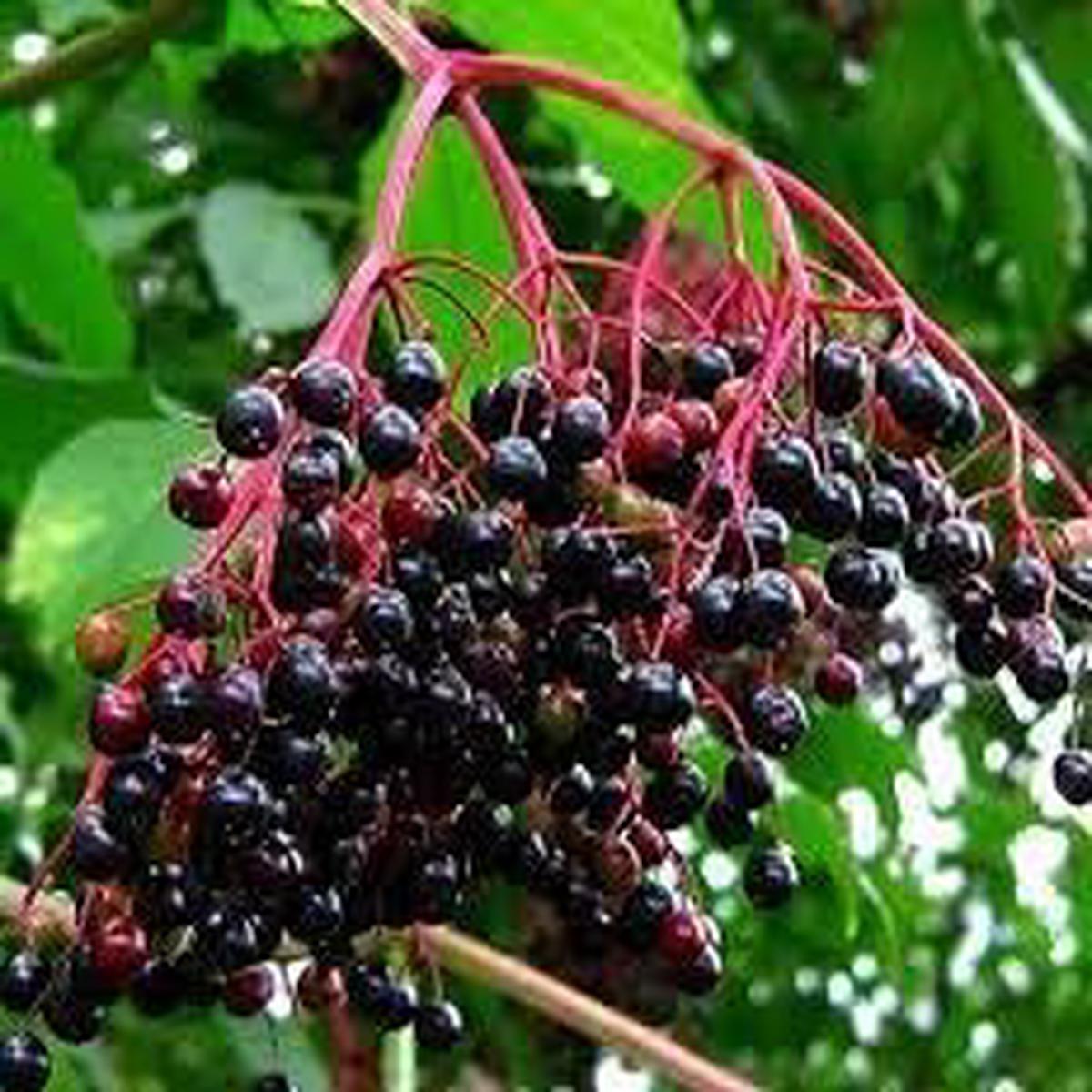 Elderberry Fruit Seeds for Planting Heirloom, High Germination, Non-GMO Organic Garden Seeds for Juices & Syrups