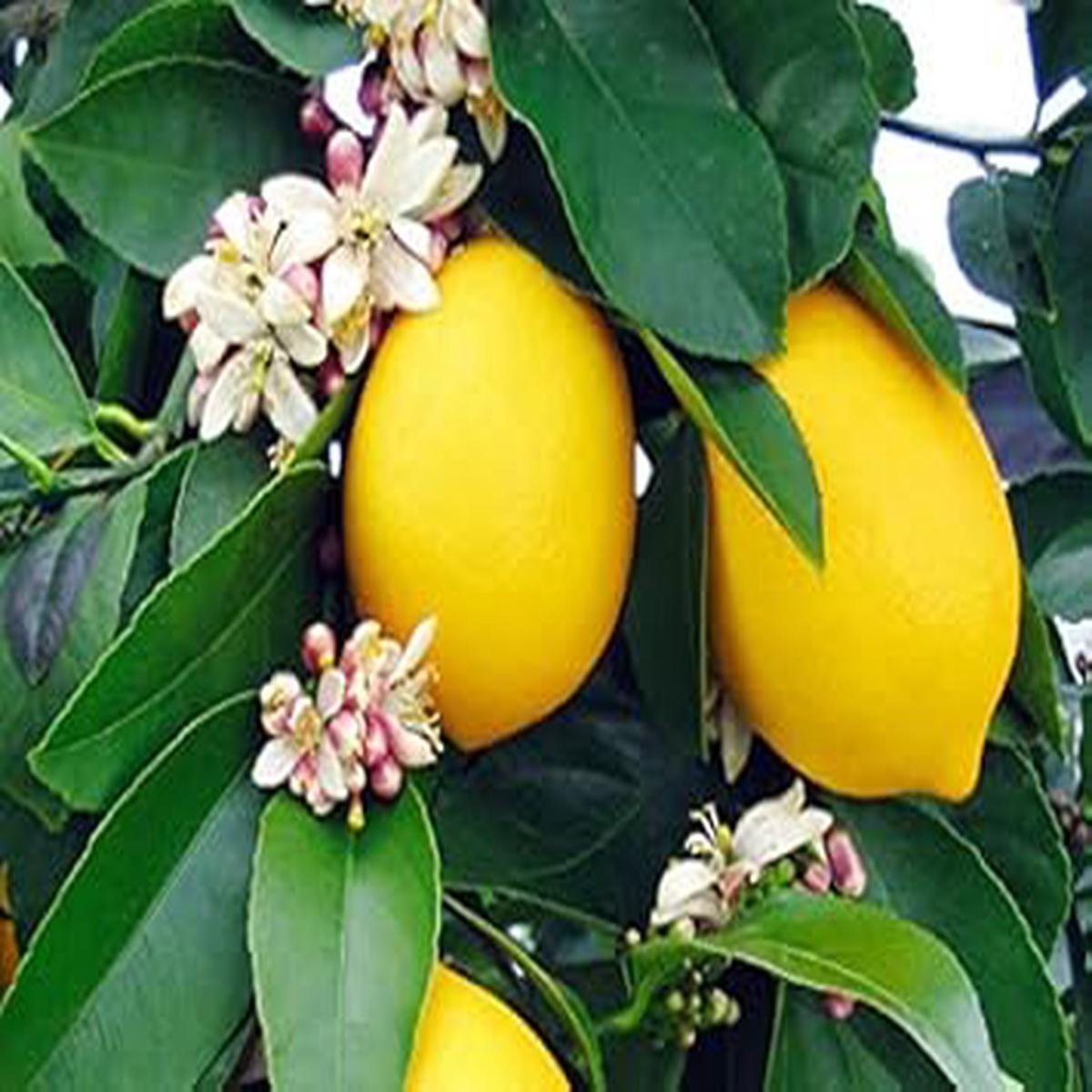 Eureka Lemon Citrus Seeds for Planting  Heirloom Non-GMO, High Germination Organic Garden Seeds