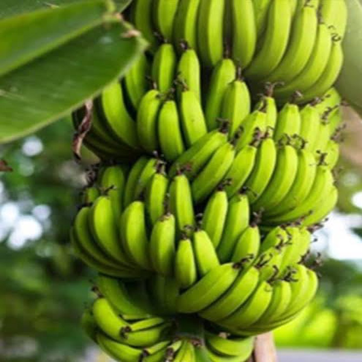 Fresh Dark Green Banana Fruit Seeds for Planting  Hardy, Edible, Heirloom, Non-GMO, High Germination Organic Garden Seeds
