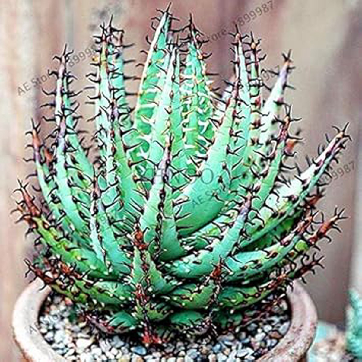 Fresh Edible Aloe Vera Plant Seeds for Planting  Sky Blue Variety, 100 pcs, Heirloom, Non-GMO, Organic Garden Seeds