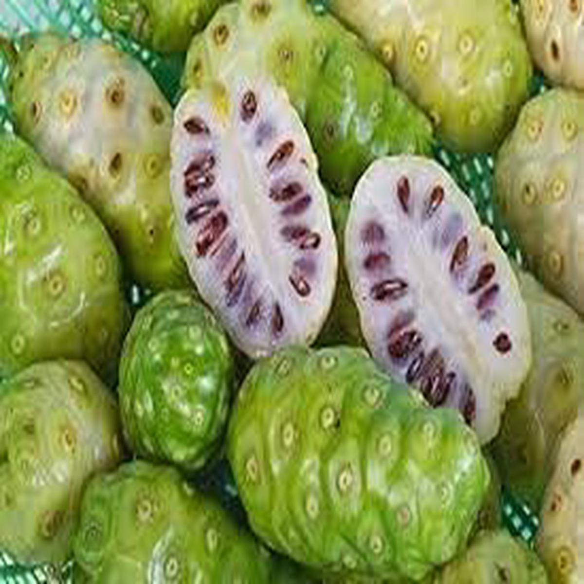 Fresh NONI Fruit Seeds for Planting | Heirloom Non-GMO Organic Seeds for Easy-to-Grow Tropical Fruits