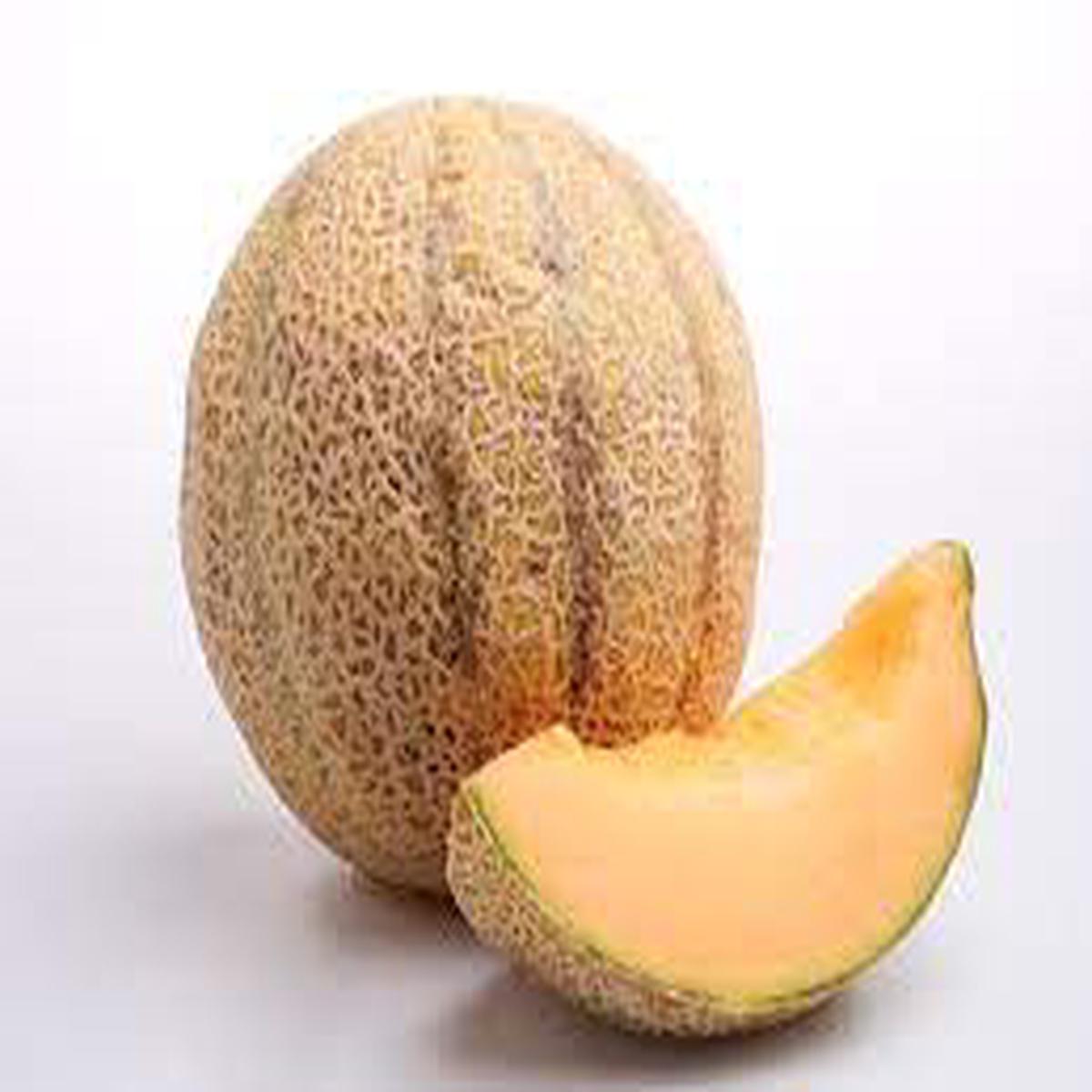 Galia Melon Seeds for Planting Sweet Hybrid of Cantaloupe & Honeydew, Heirloom Non-GMO Garden Seeds