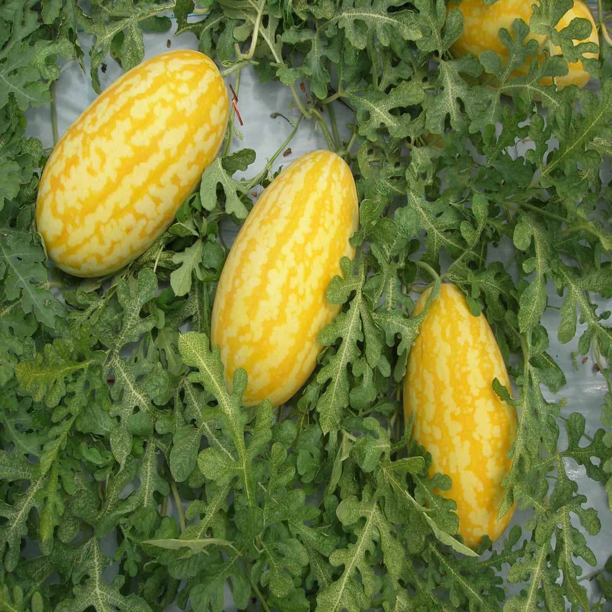 Gold in Gold Watermelon Seeds Homegrown Sweetness, Heirloom & Non-GMO Seeds for Garden Planting