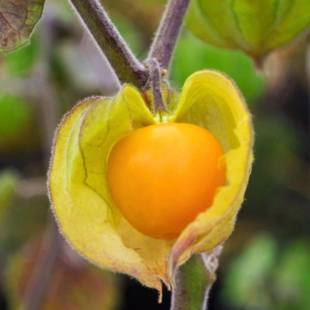 Golden Berry / Cape Gooseberry Seeds  Rare Physalis peruviana Superfruit for Planting, Heirloom & Non-GMO
